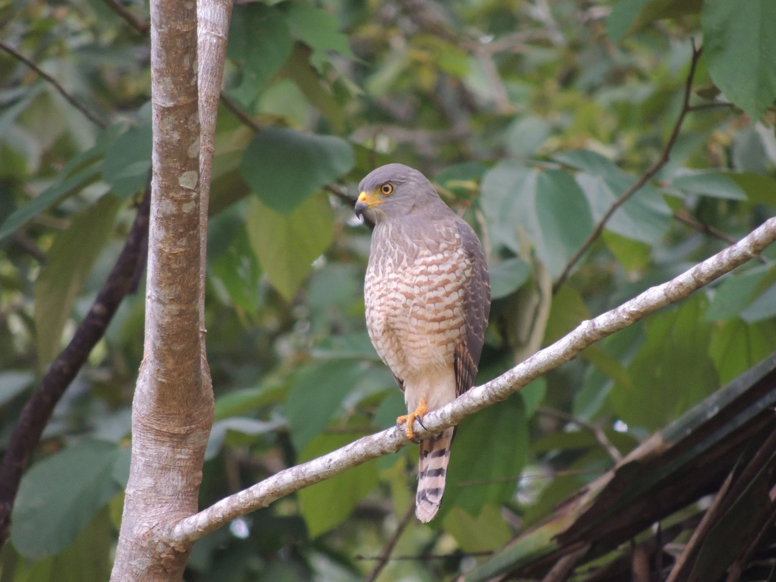 Roadside Hawk (Rupornis magnirostris)