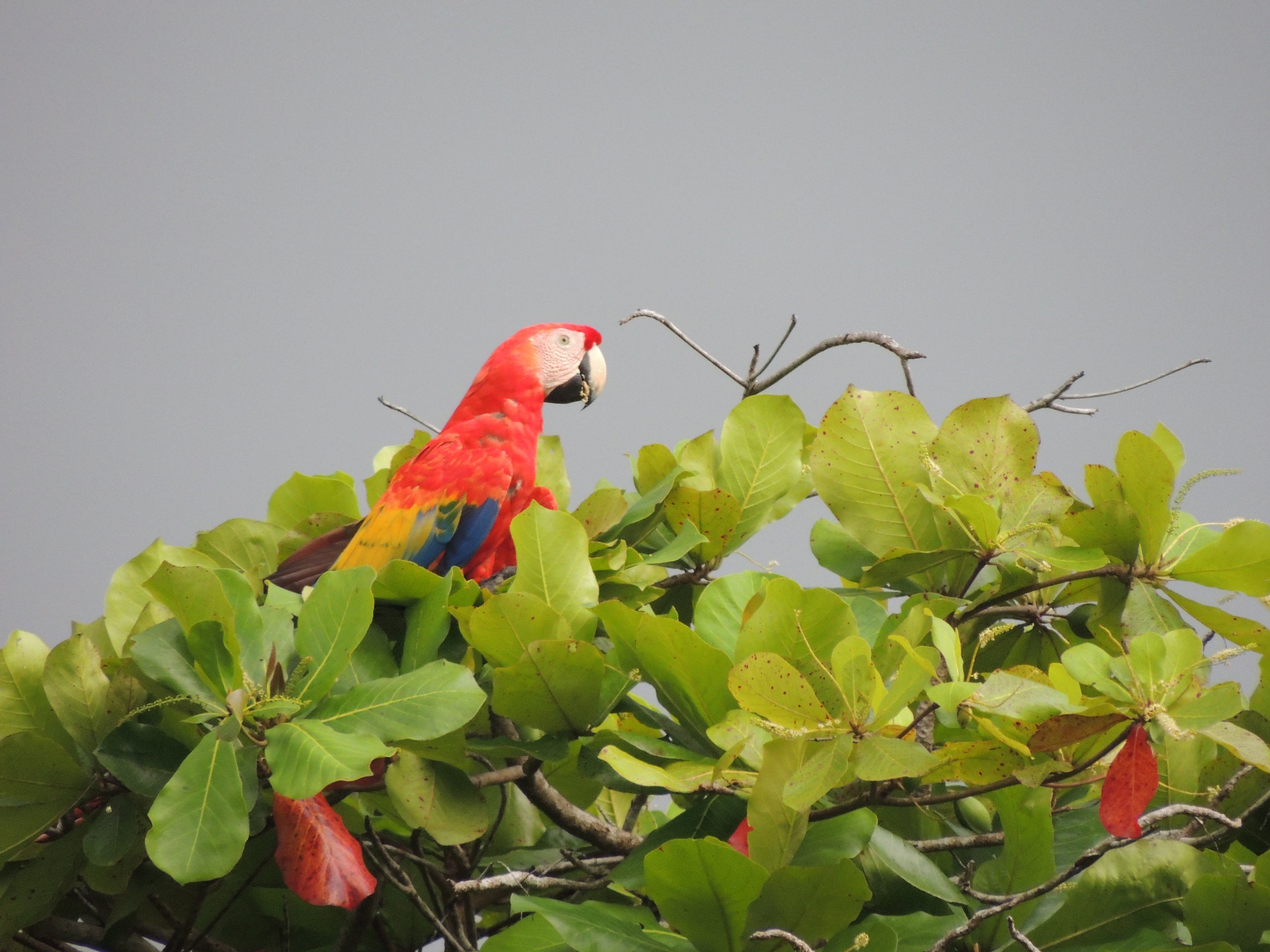 Scarlet Macaw (Ara macao)