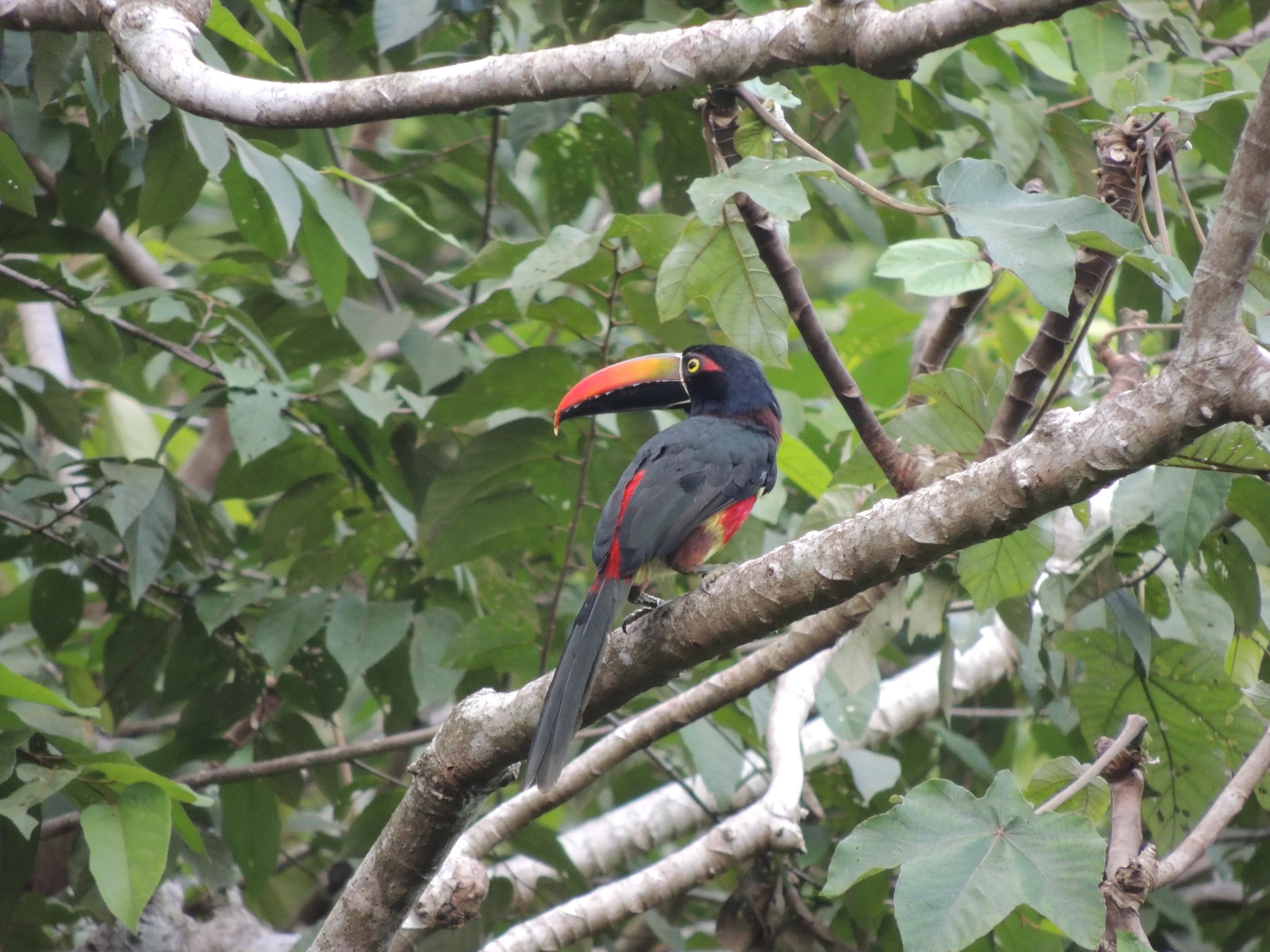 Fiery-billed Araçari (Pteroglossus frantzii)