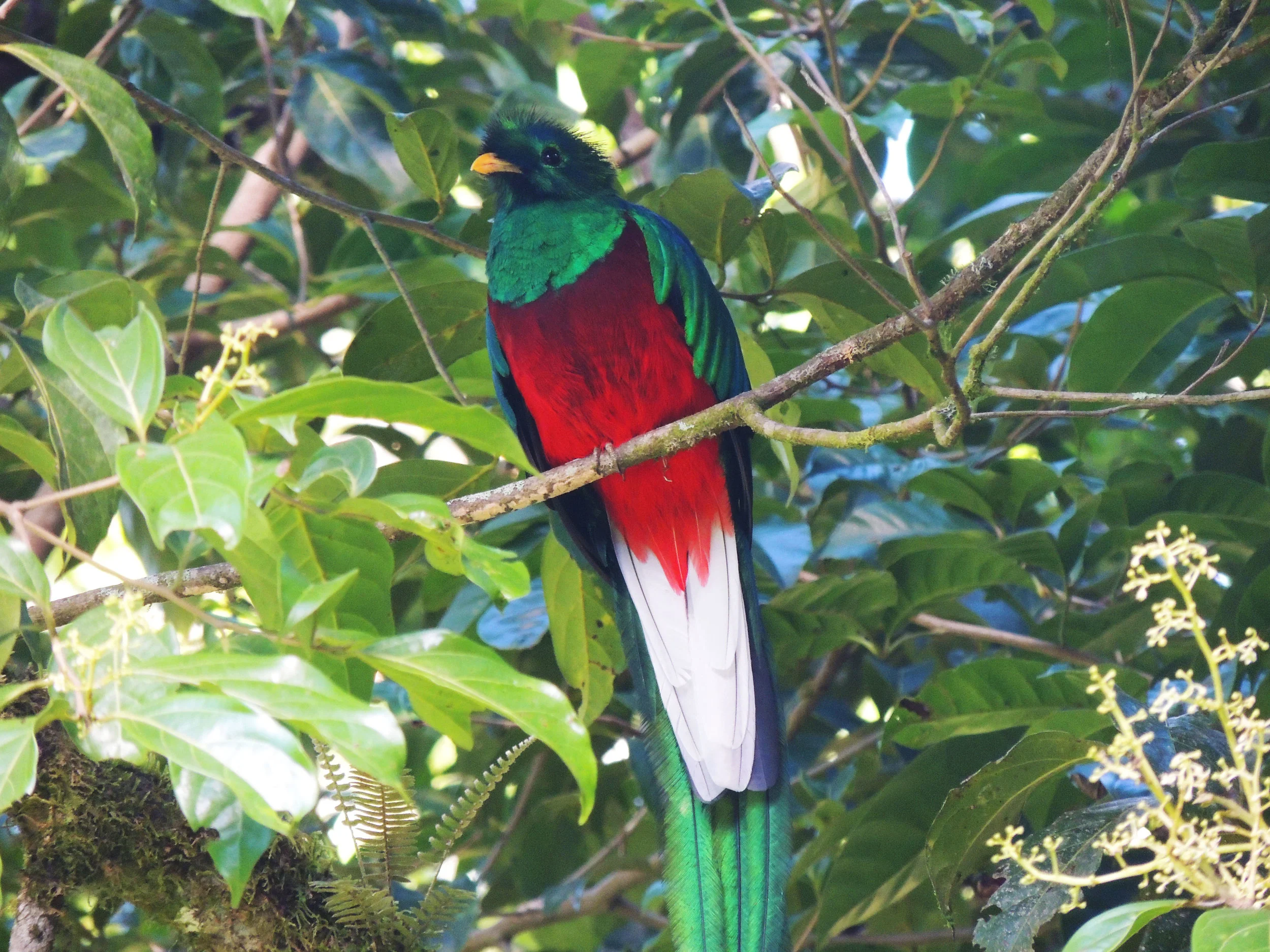 Resplendent Quetzal male (Pharomachrus mocinno)