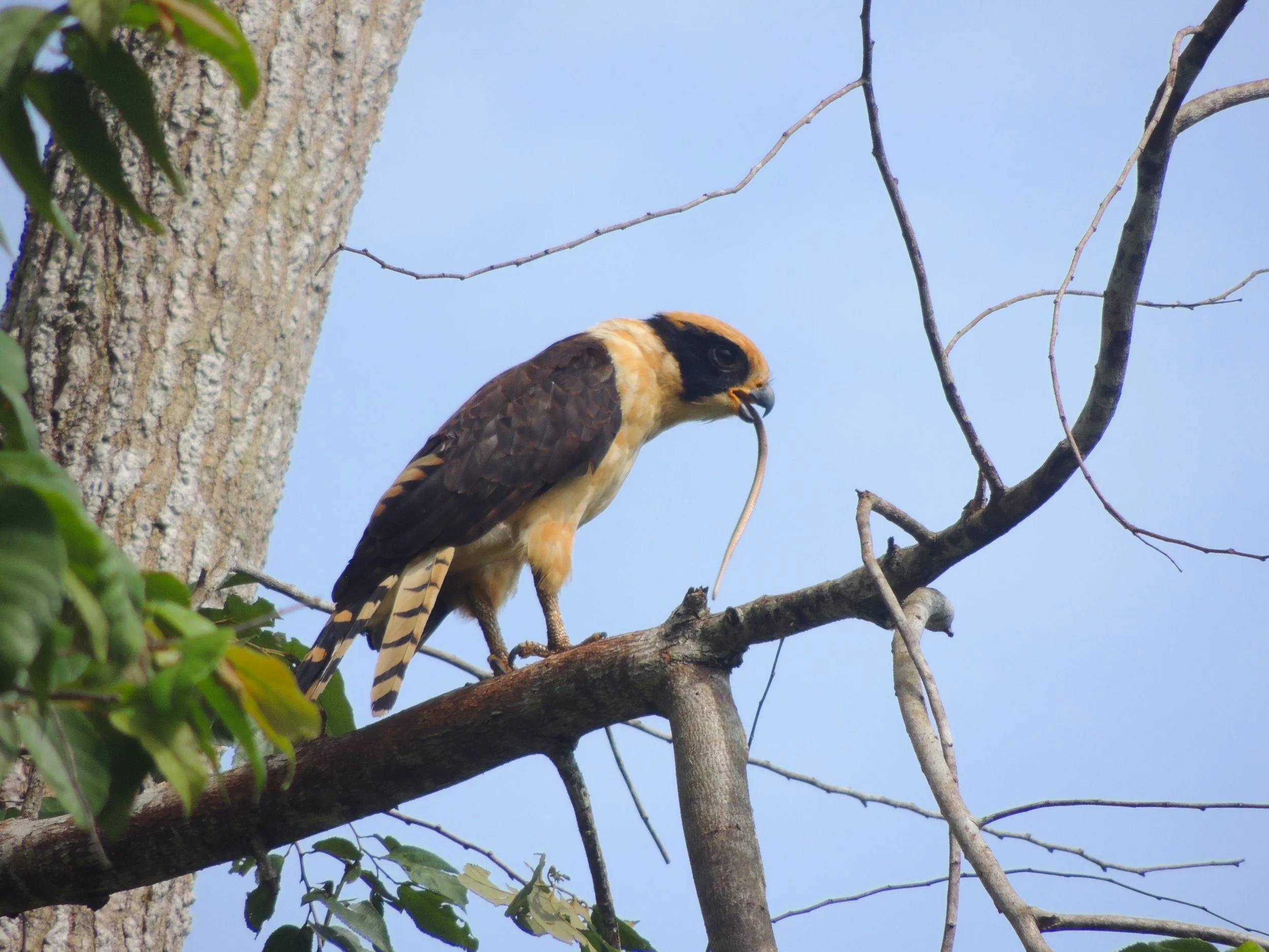 Laughing Falcon (Herpetotheres cachinnans)