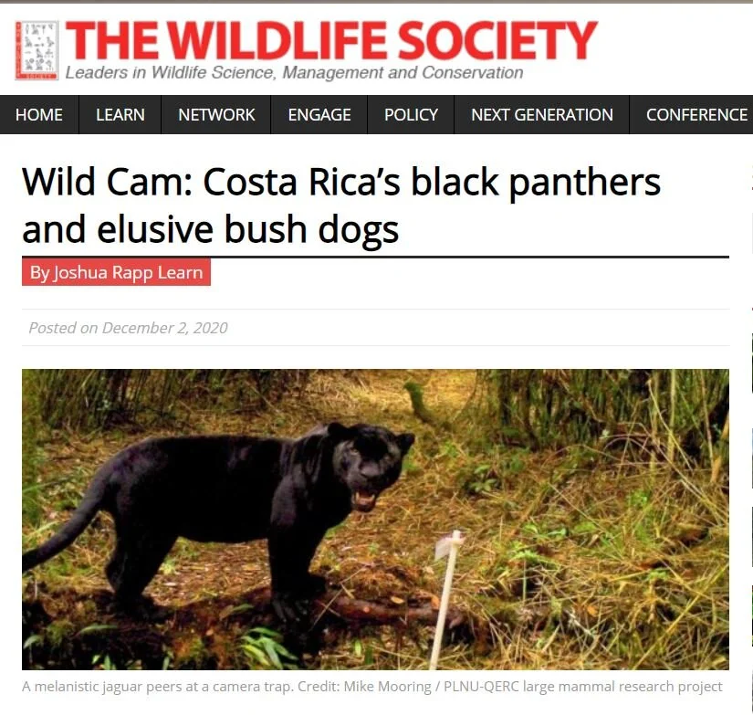 Black panther TWS Wild Cam.JPG
