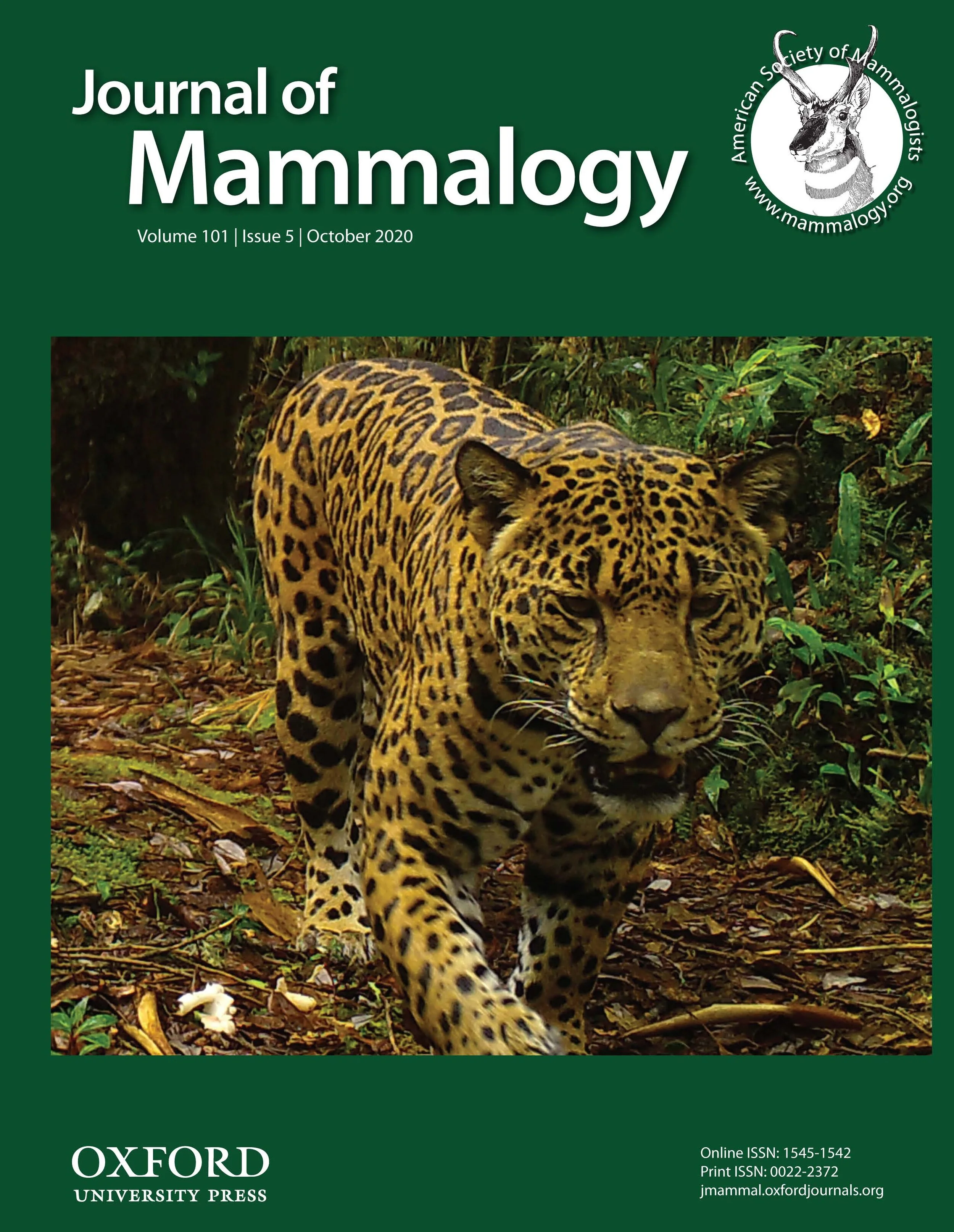 Cover Image - Jaguar.jpg