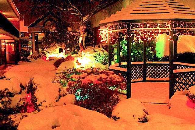 A Colorful Garden before Christmas 彩燈下的靜謐夜