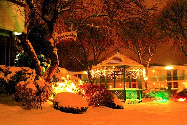 A Colorful Garden before Christmas 彩燈下的靜謐夜