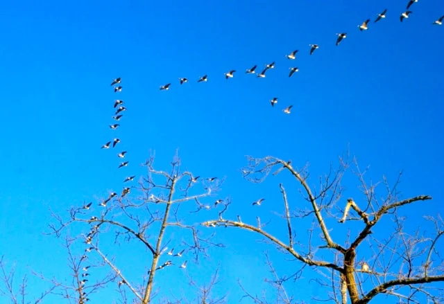 Flying to the South 雁陣