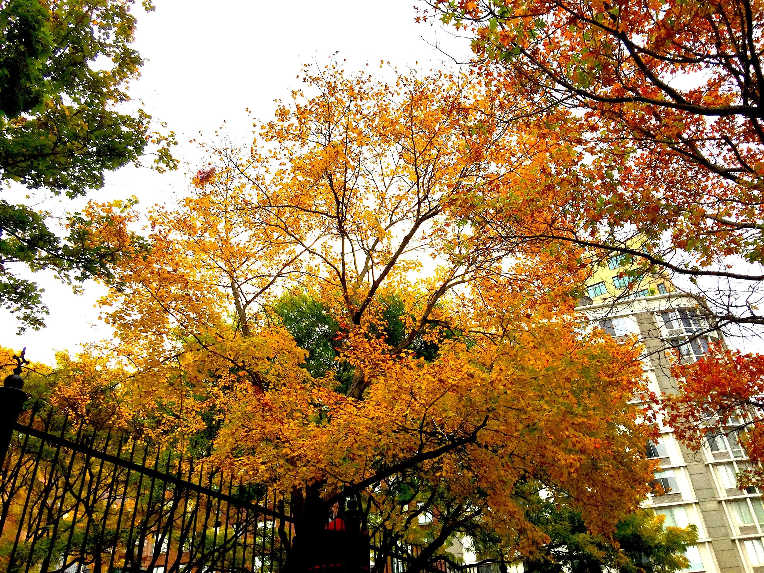 A Piece of Autumn in New York 紐約之秋