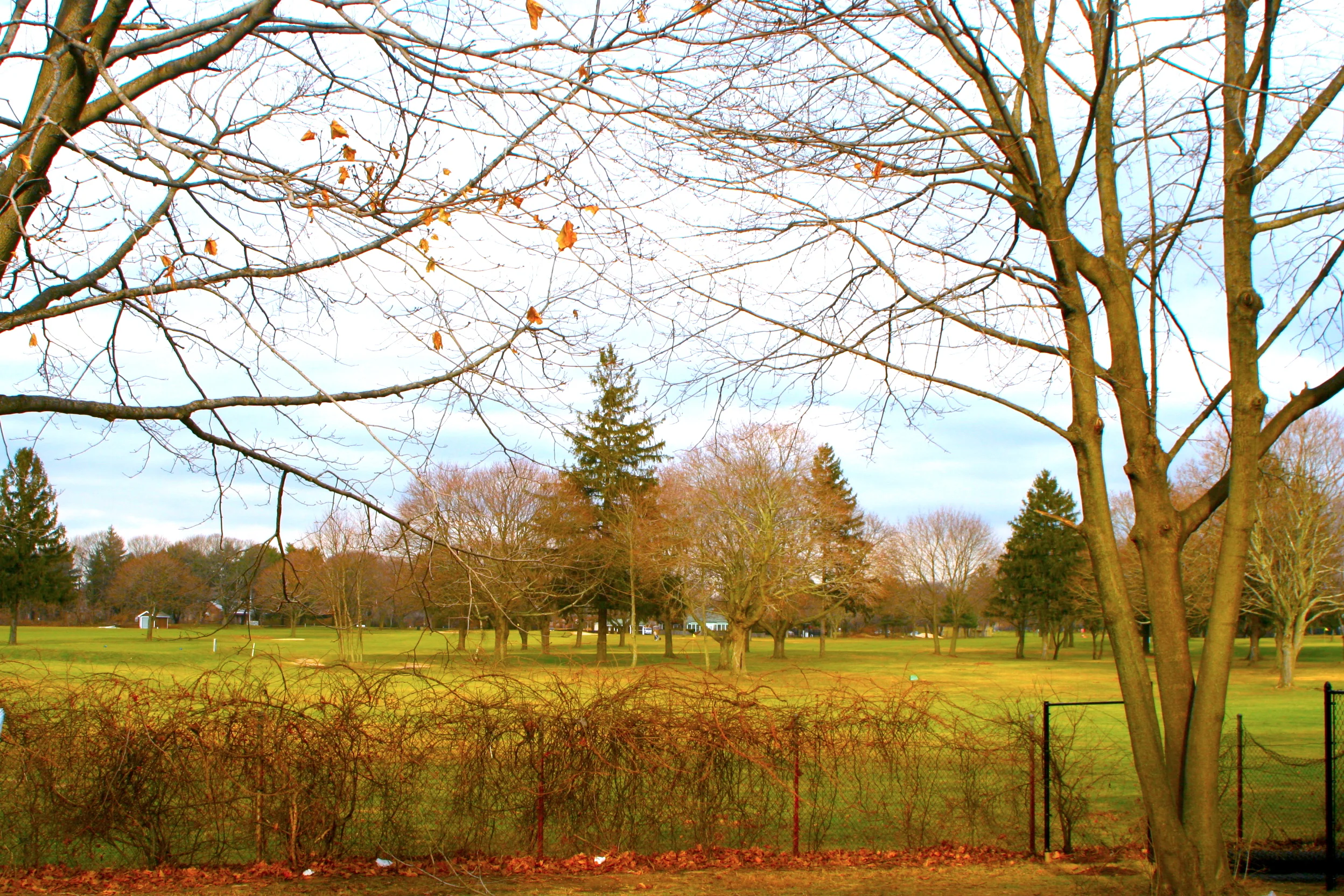 A Remaining Trace of Autumn 殘秋