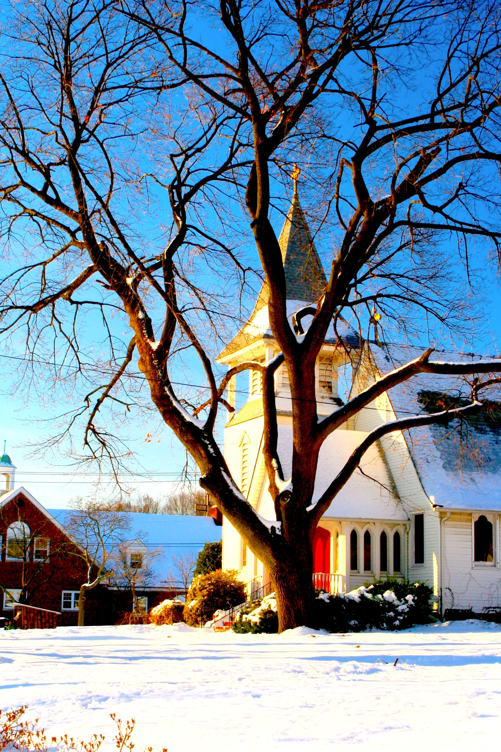 Golden Ray 樹與教堂