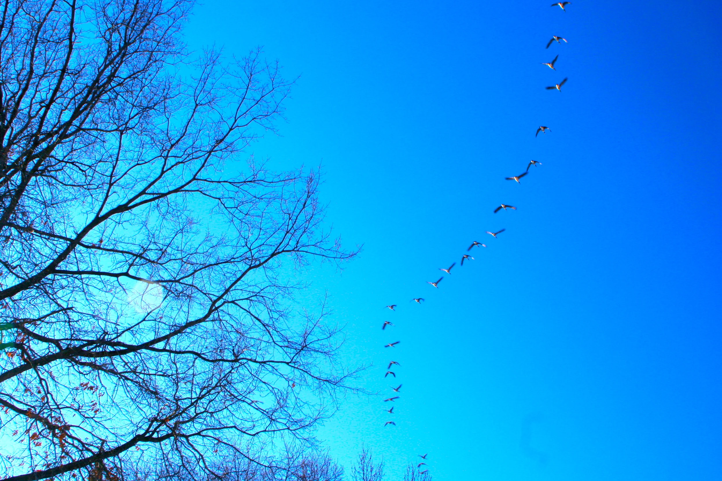 Flying towards Brightness 飛向光明