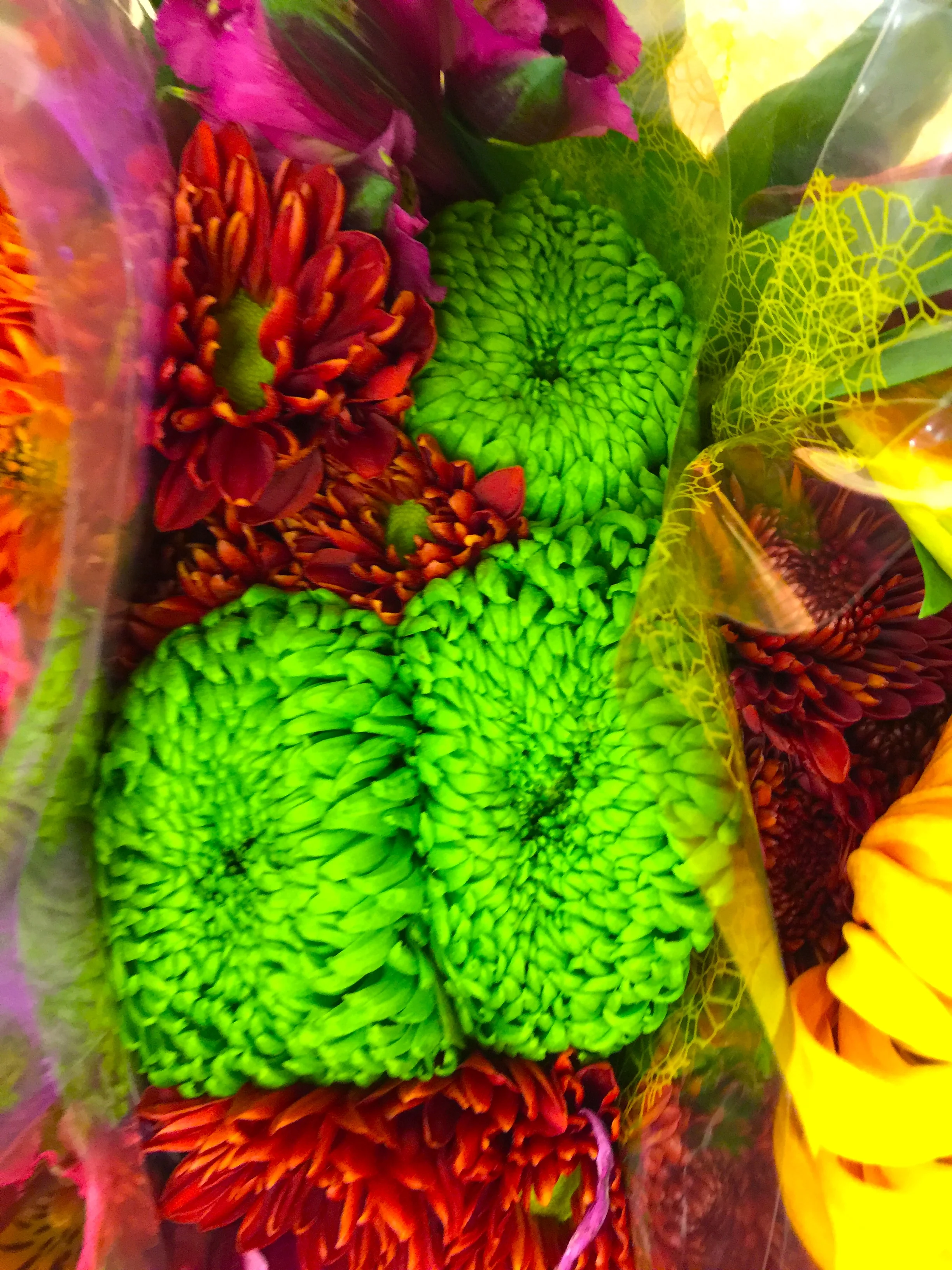 Green Chrysanthemum 綠菊