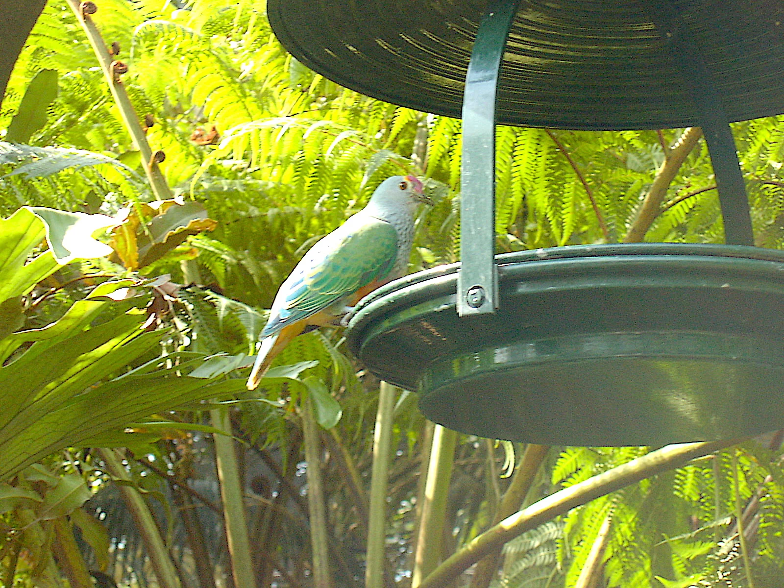 A Bird at Australia Zoo 愜意