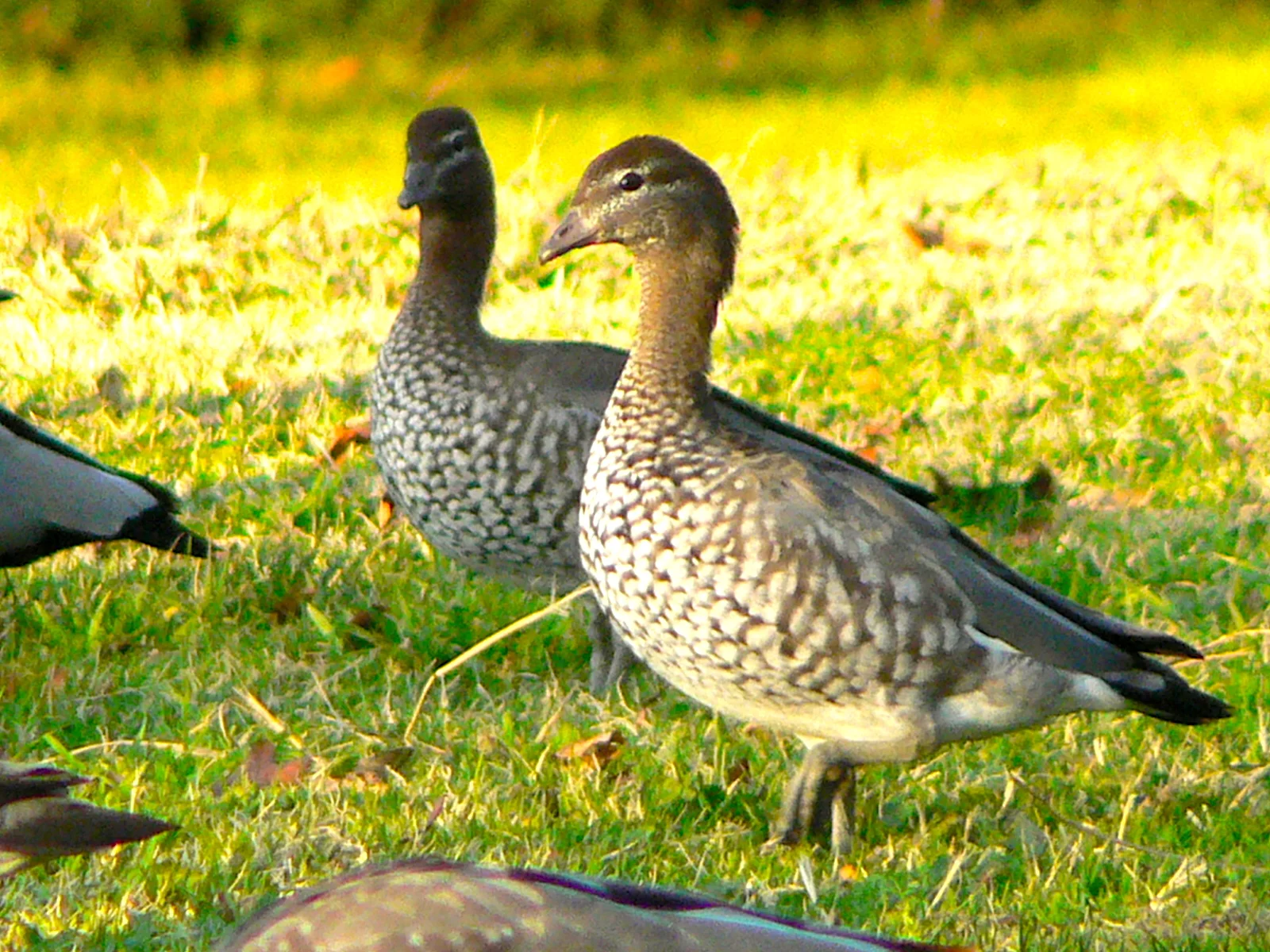 In the Park 公園裏