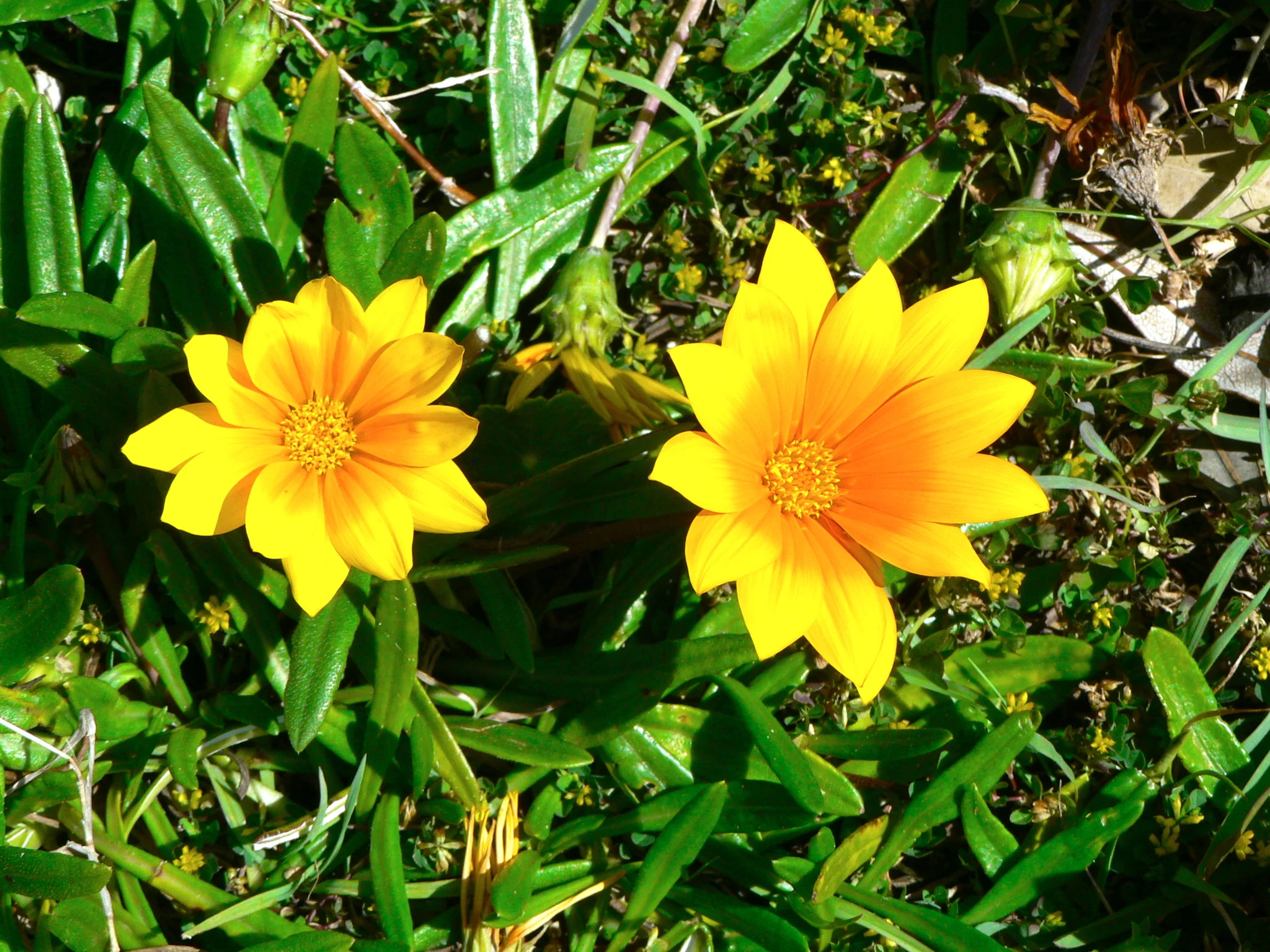 Flowers by the Sea 在海邊