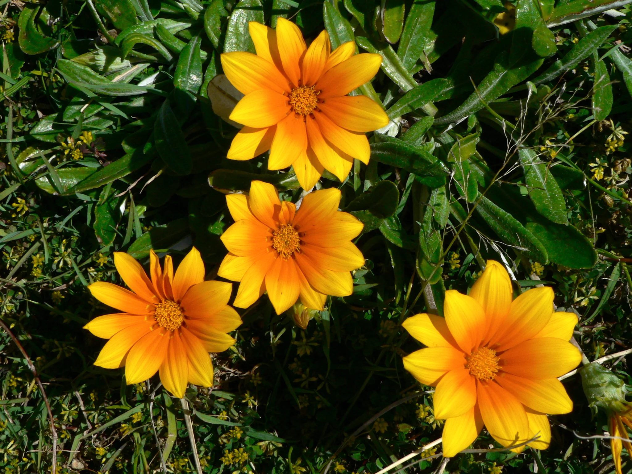 Flowers by the Sea 在海邊
