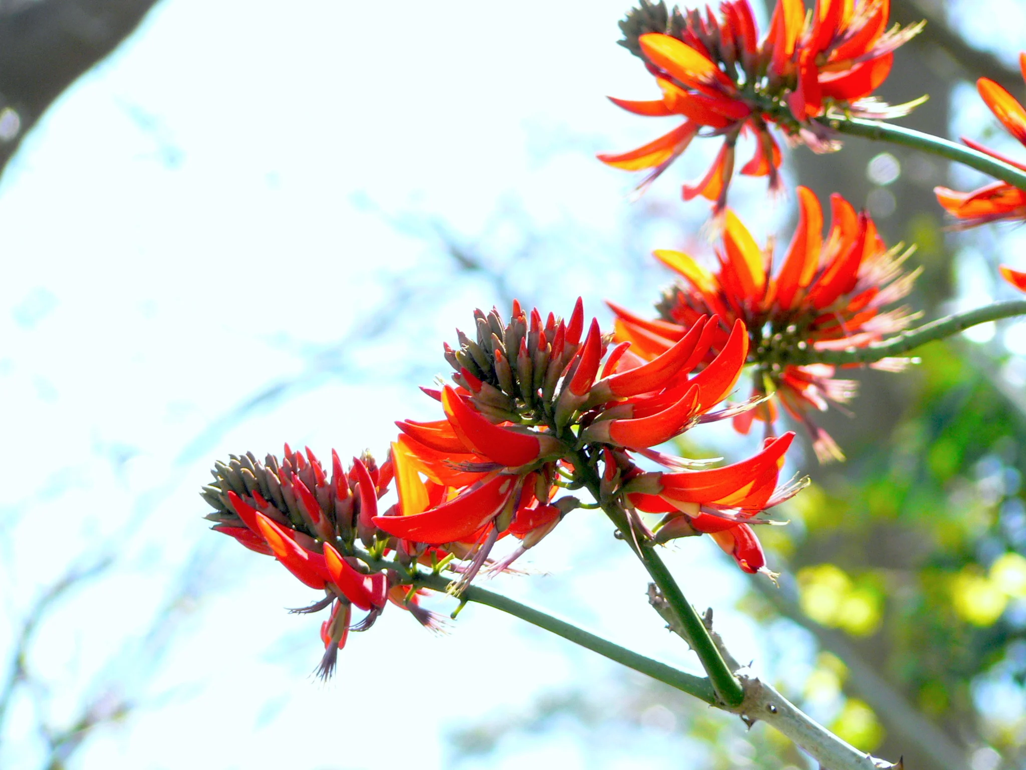 Flowers by the Sea 在海邊