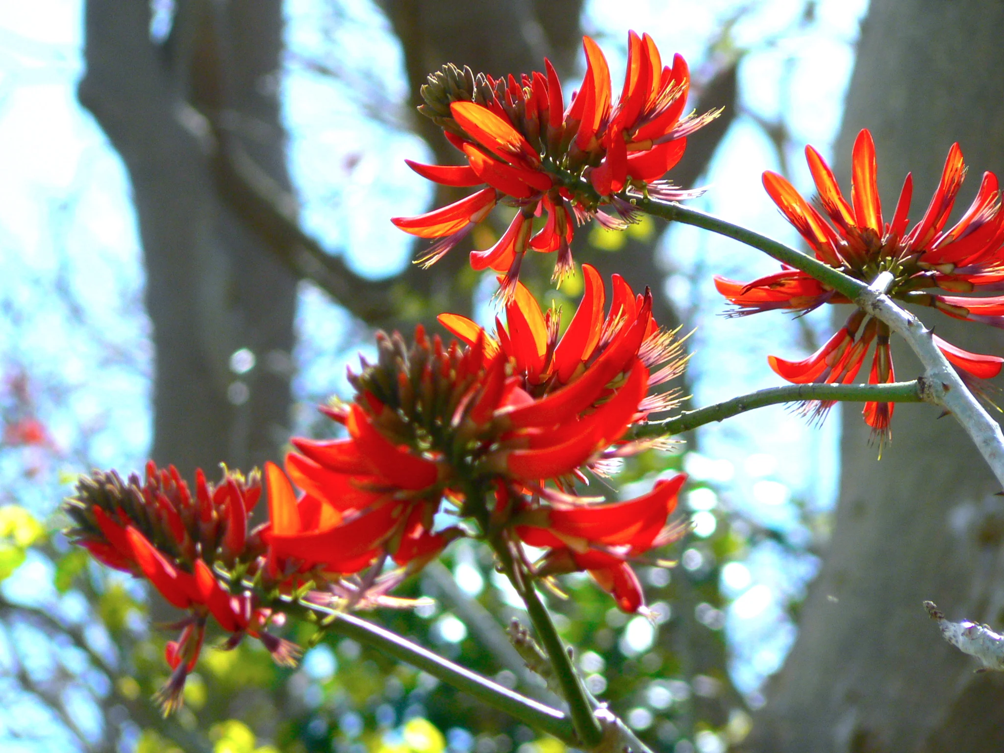 Flowers by the Sea 在海邊