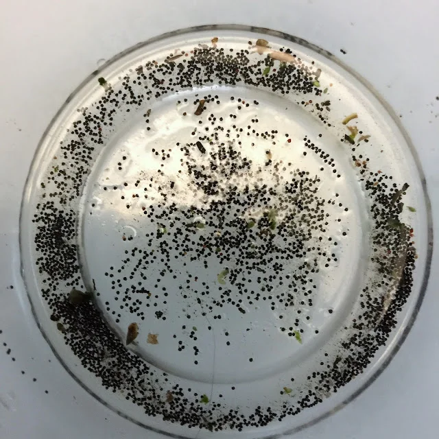 Wonderful Seeds 神奇的種子