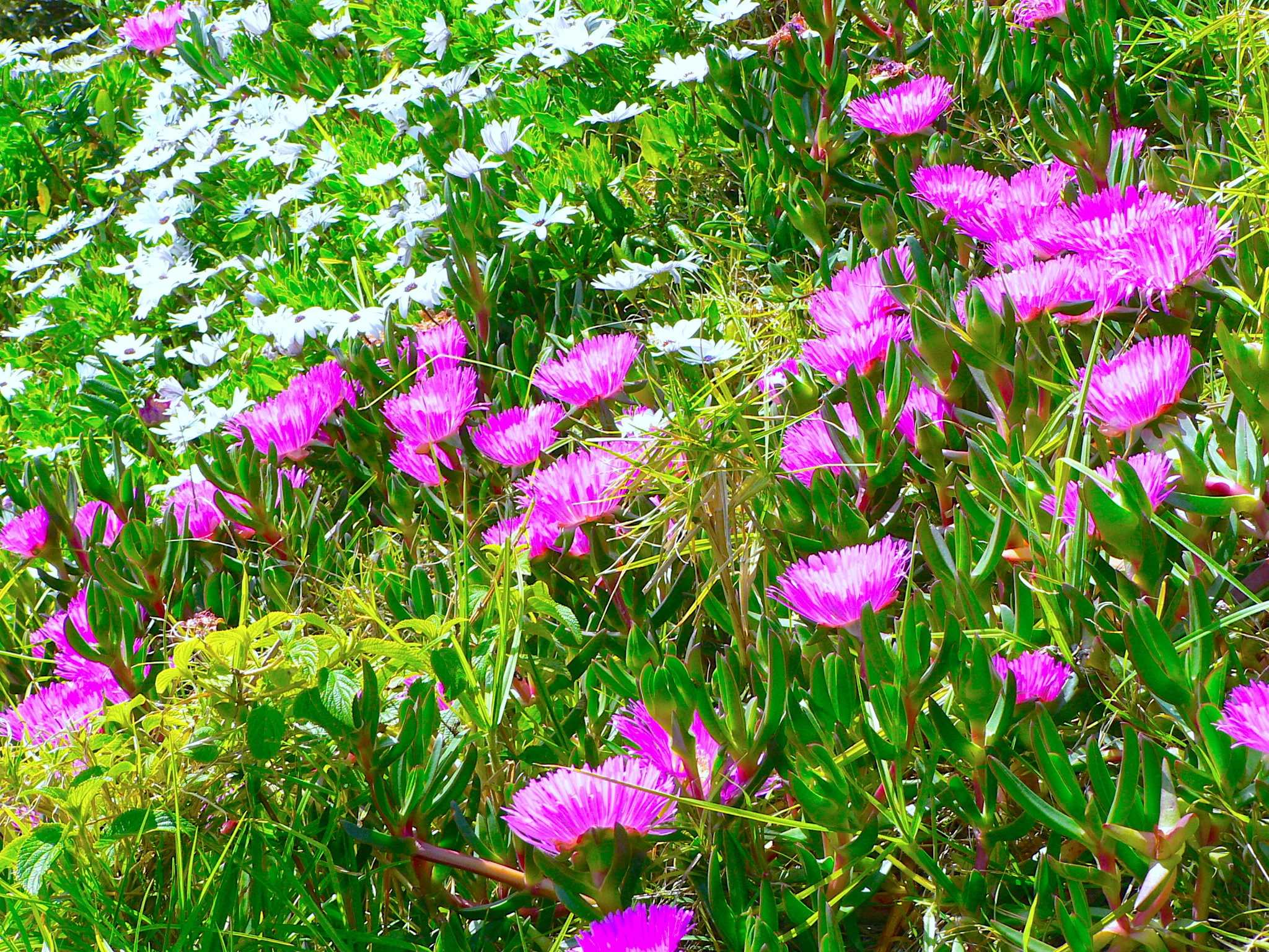 Flowers by the Sea 在海邊