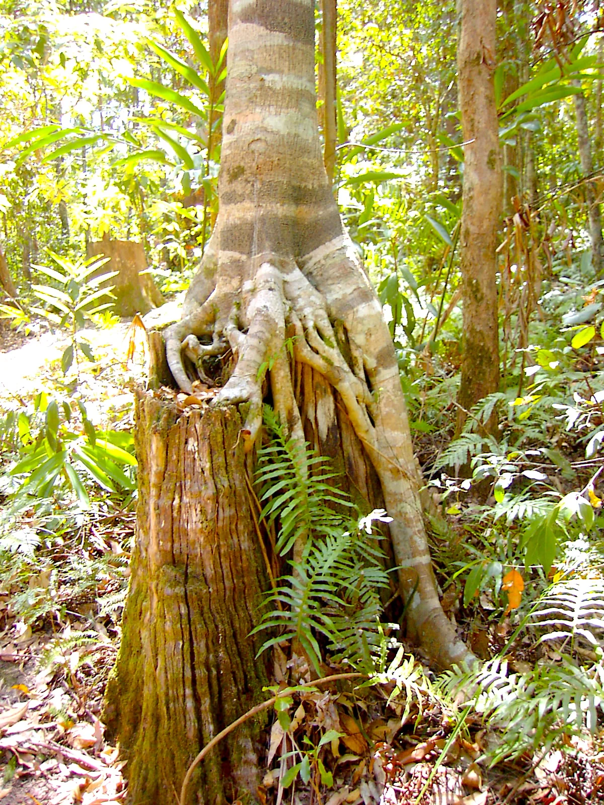 Into the Woods 叢林中