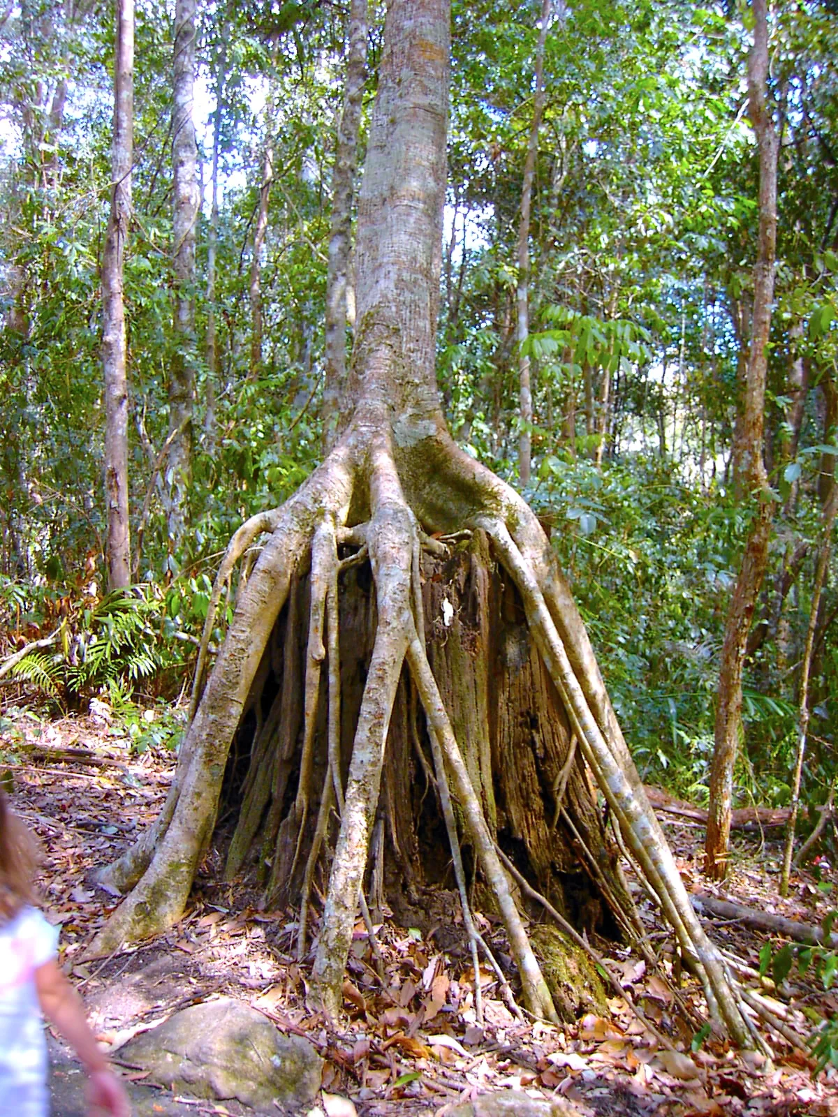 Into the Woods 叢林中