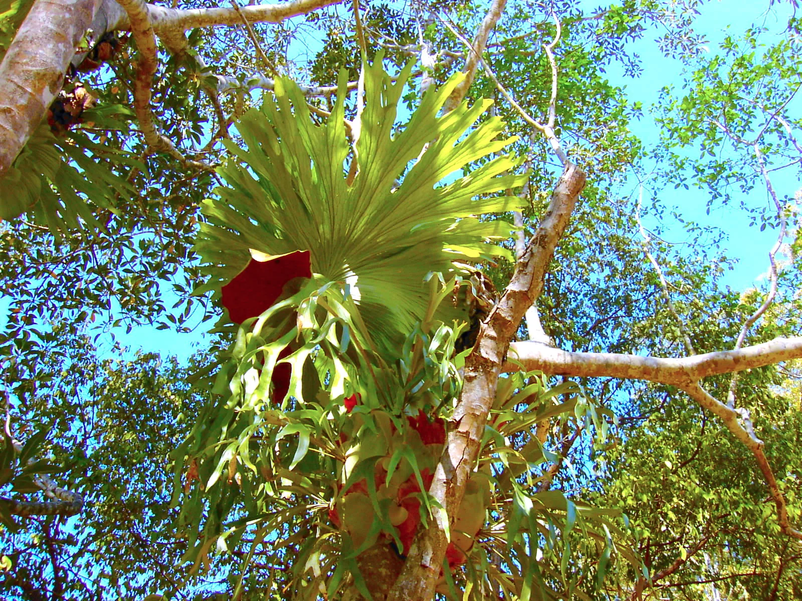 In the Woods 叢林中