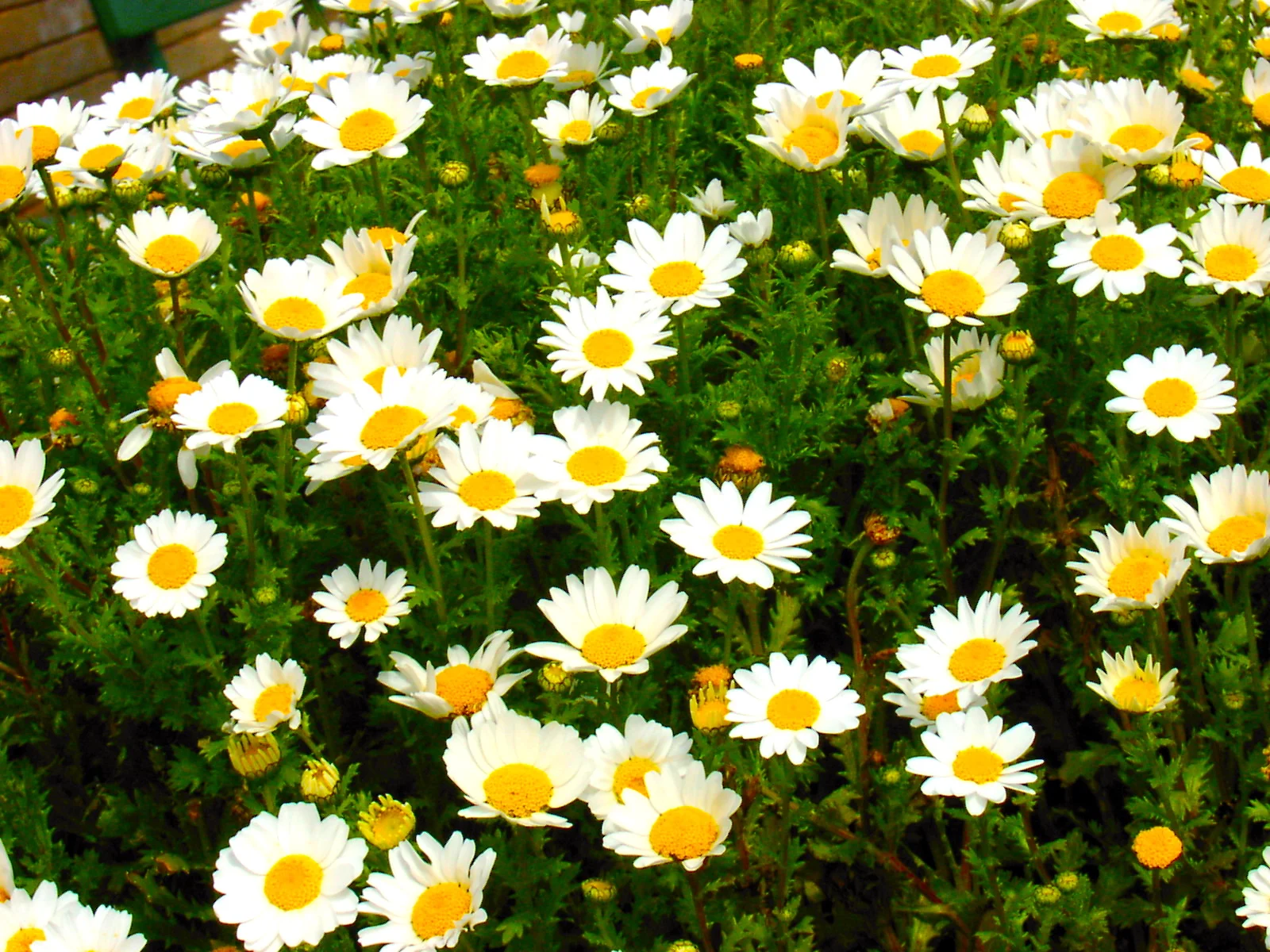 Flowers in the Wild 生機