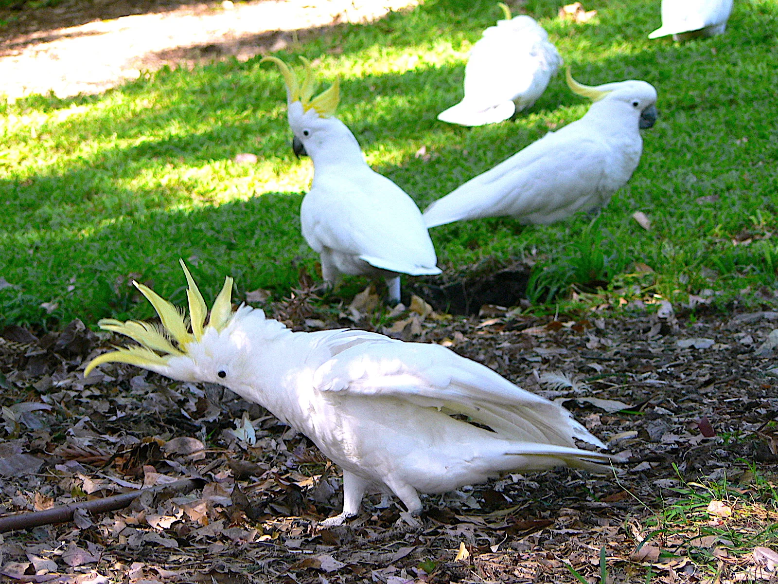 Cockatoos 鳳頭鸚鵡