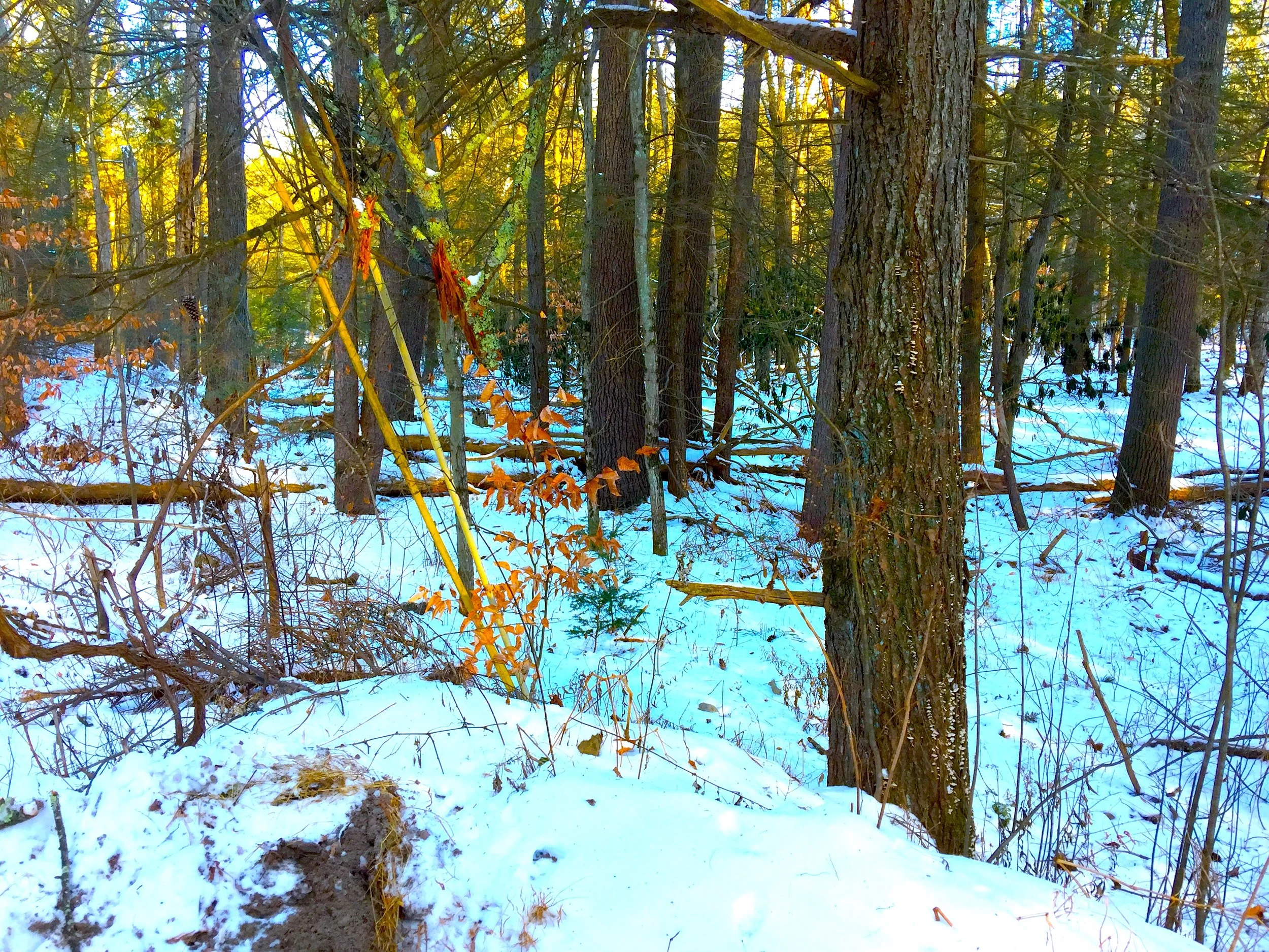 Colors in the Woods 生機