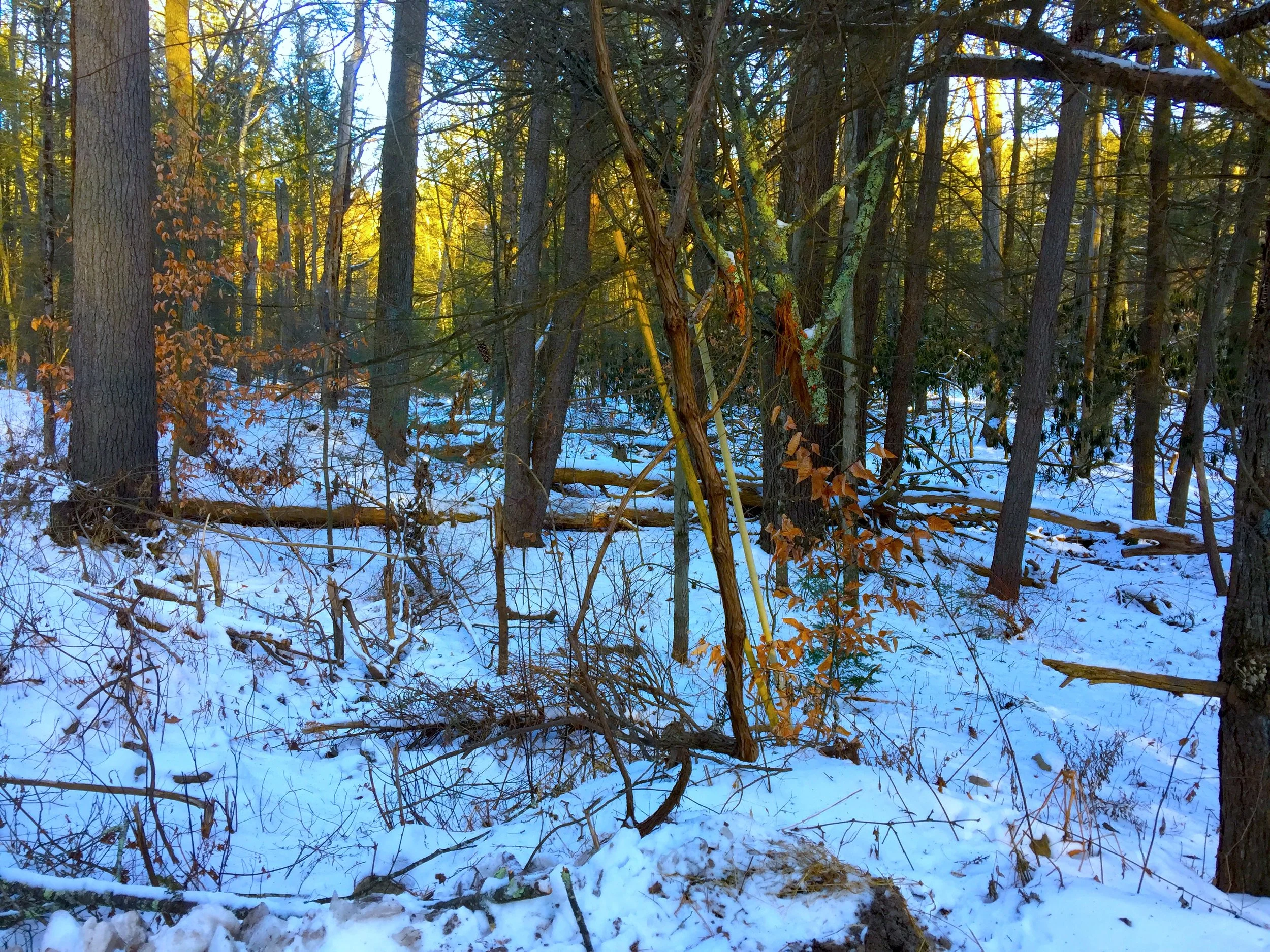 Into the Woods 雪中密林