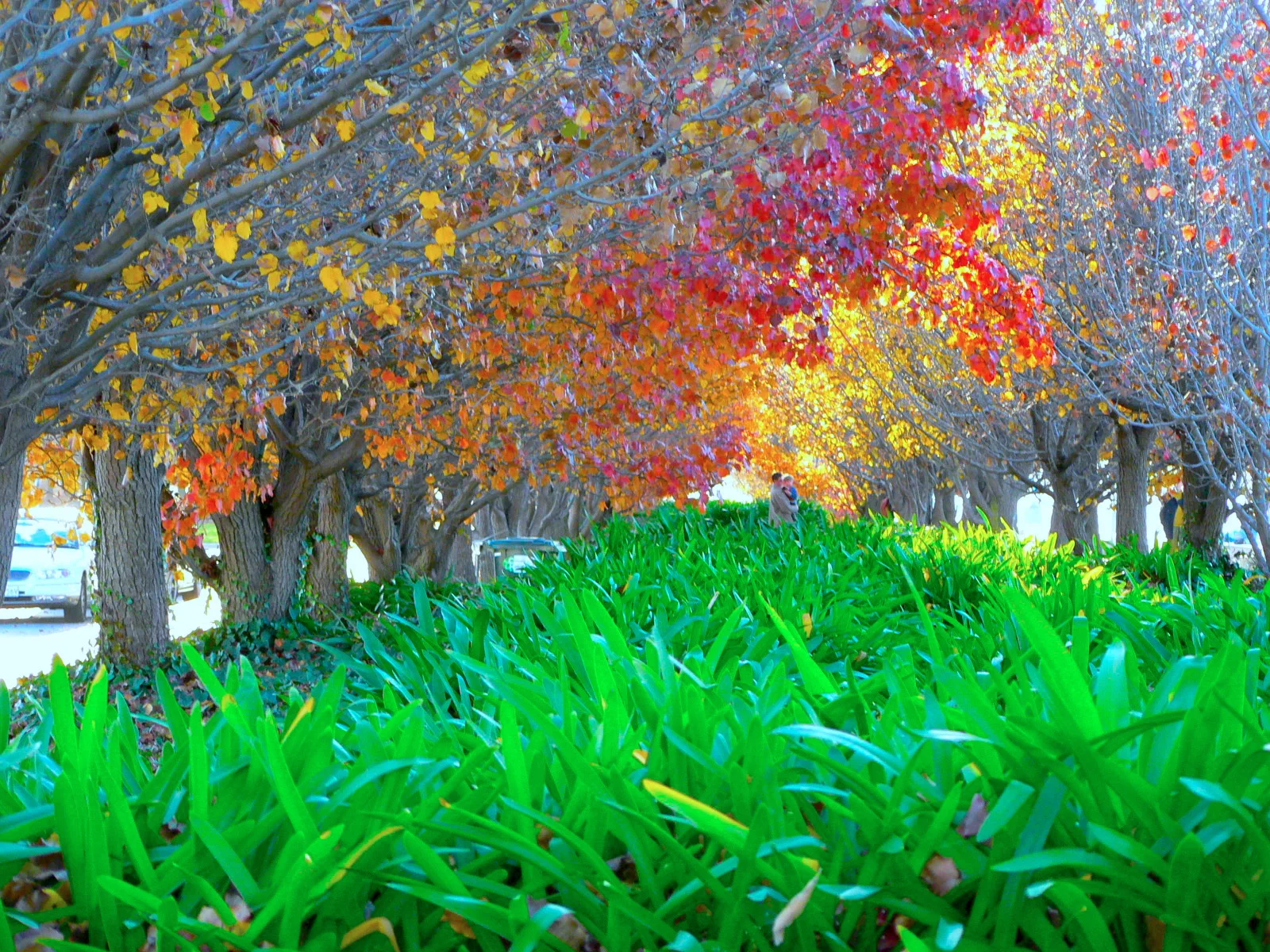 Colors of the Autumn 秋之色