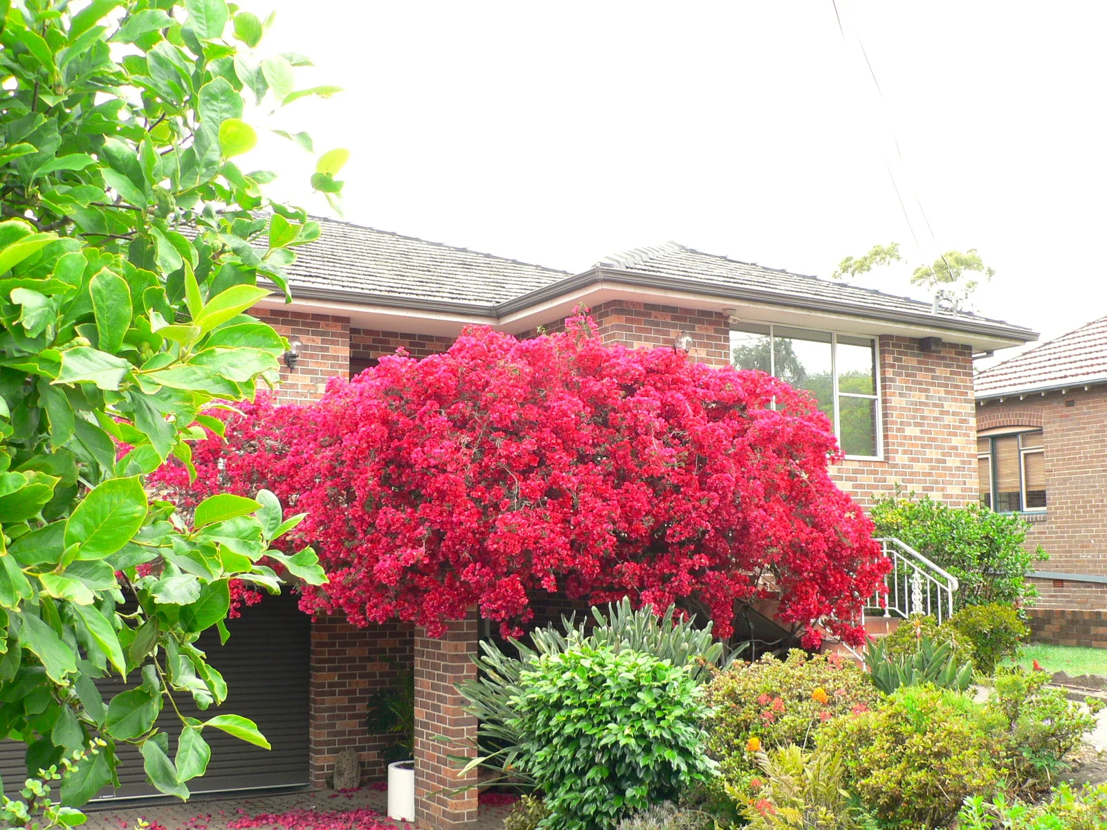 Spring Flowers 春花爛漫
