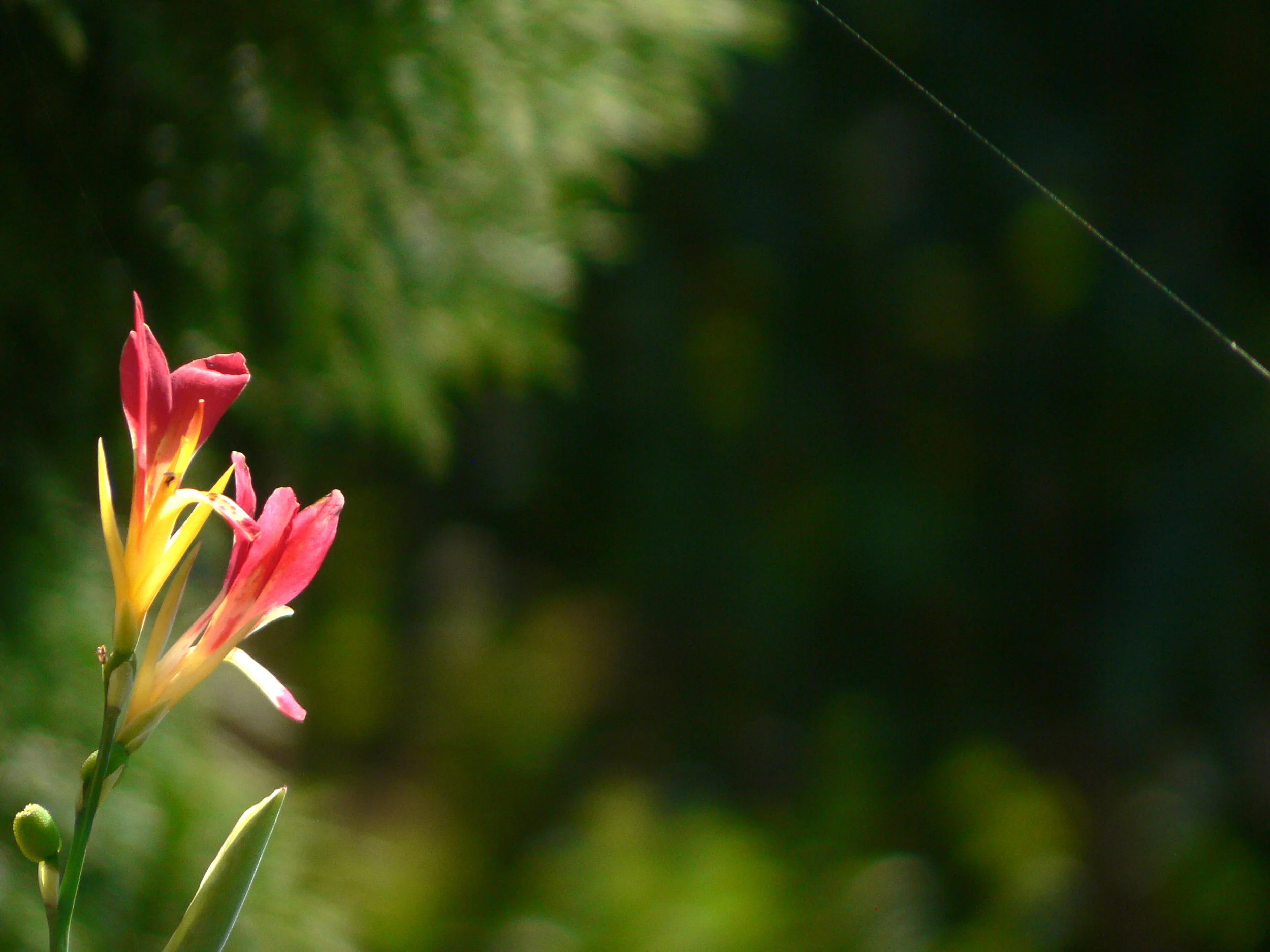 Messenger of the Spring 春的消息