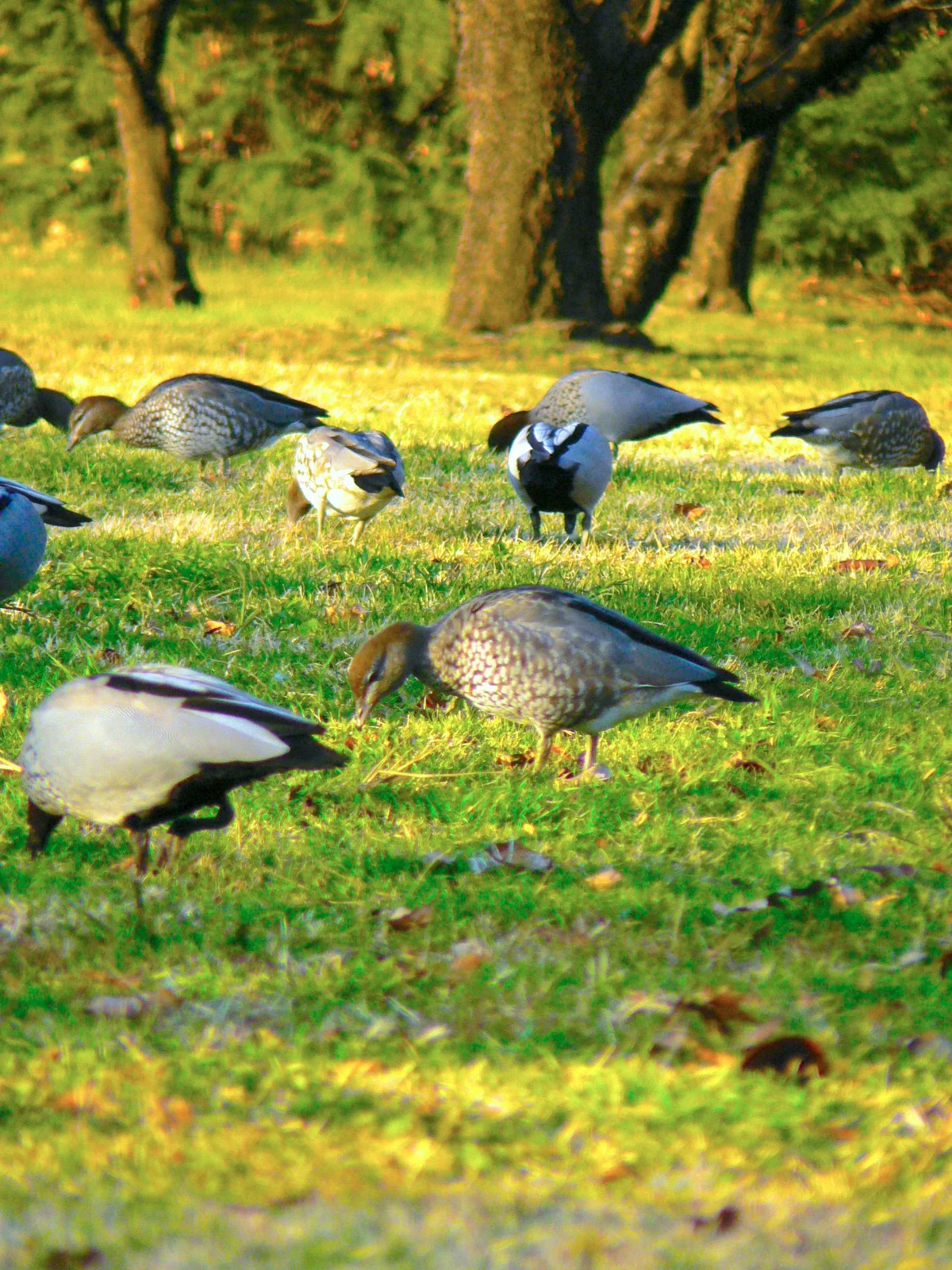 A Typical Afternoon in a Sydney Park 閒適午後