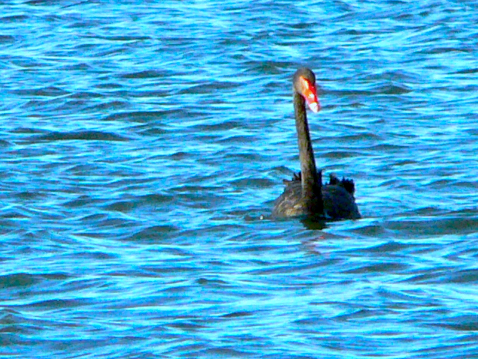 A Black Swan 黑天鵝之歌