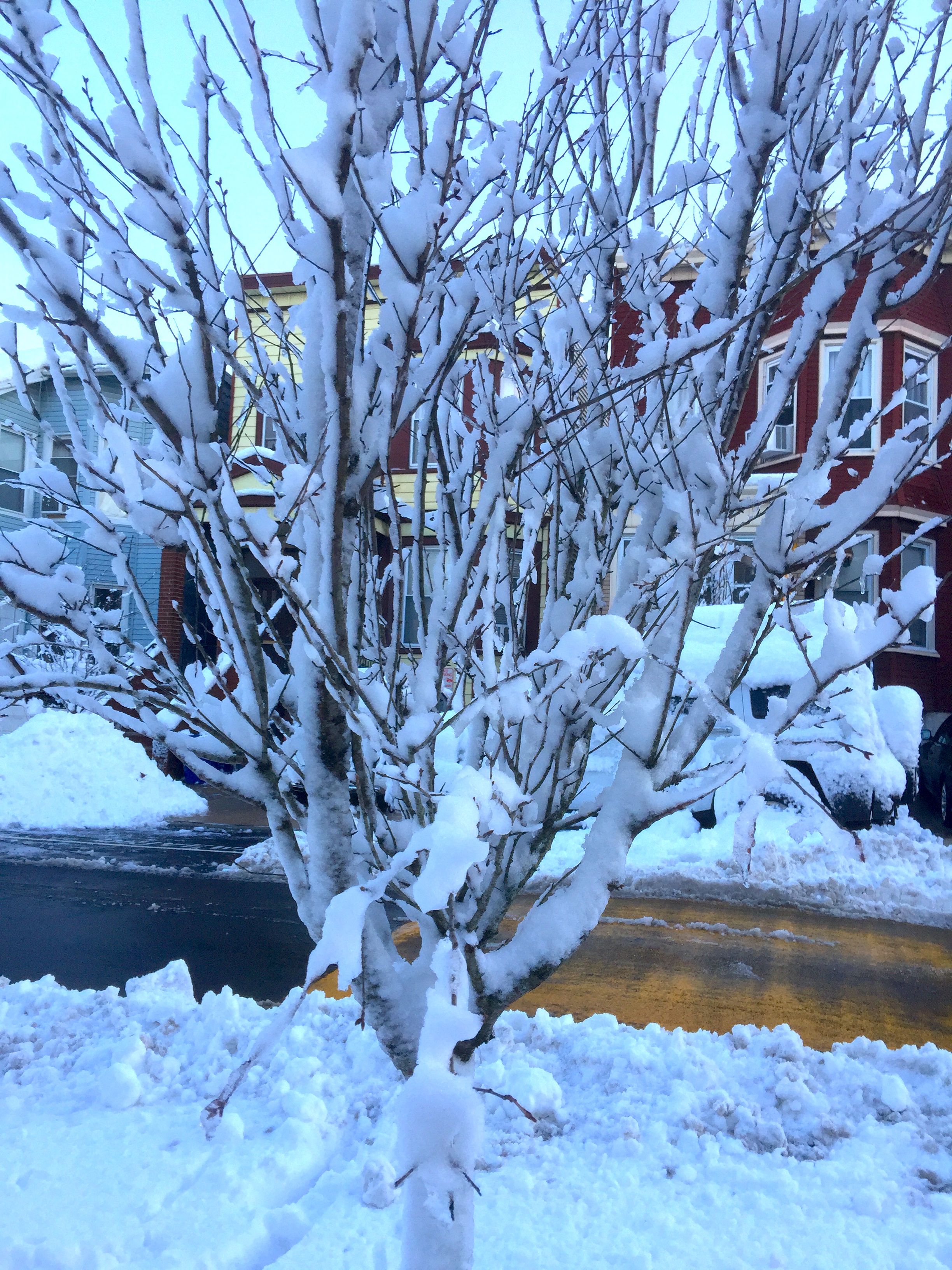 Beauty after Snow 「白雪卻嫌春色晚」