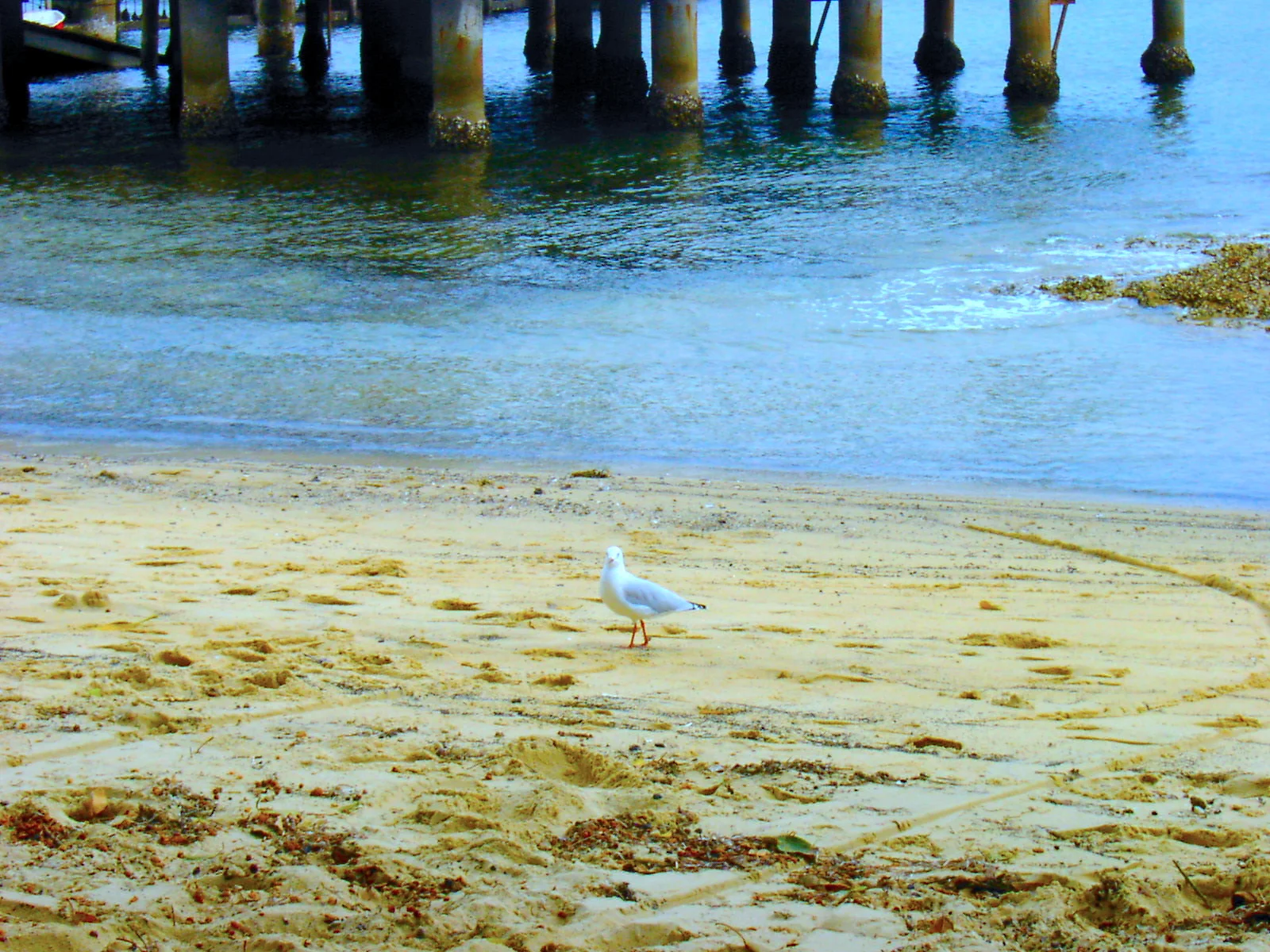 Taking a Walk on the Beach 海灘漫步