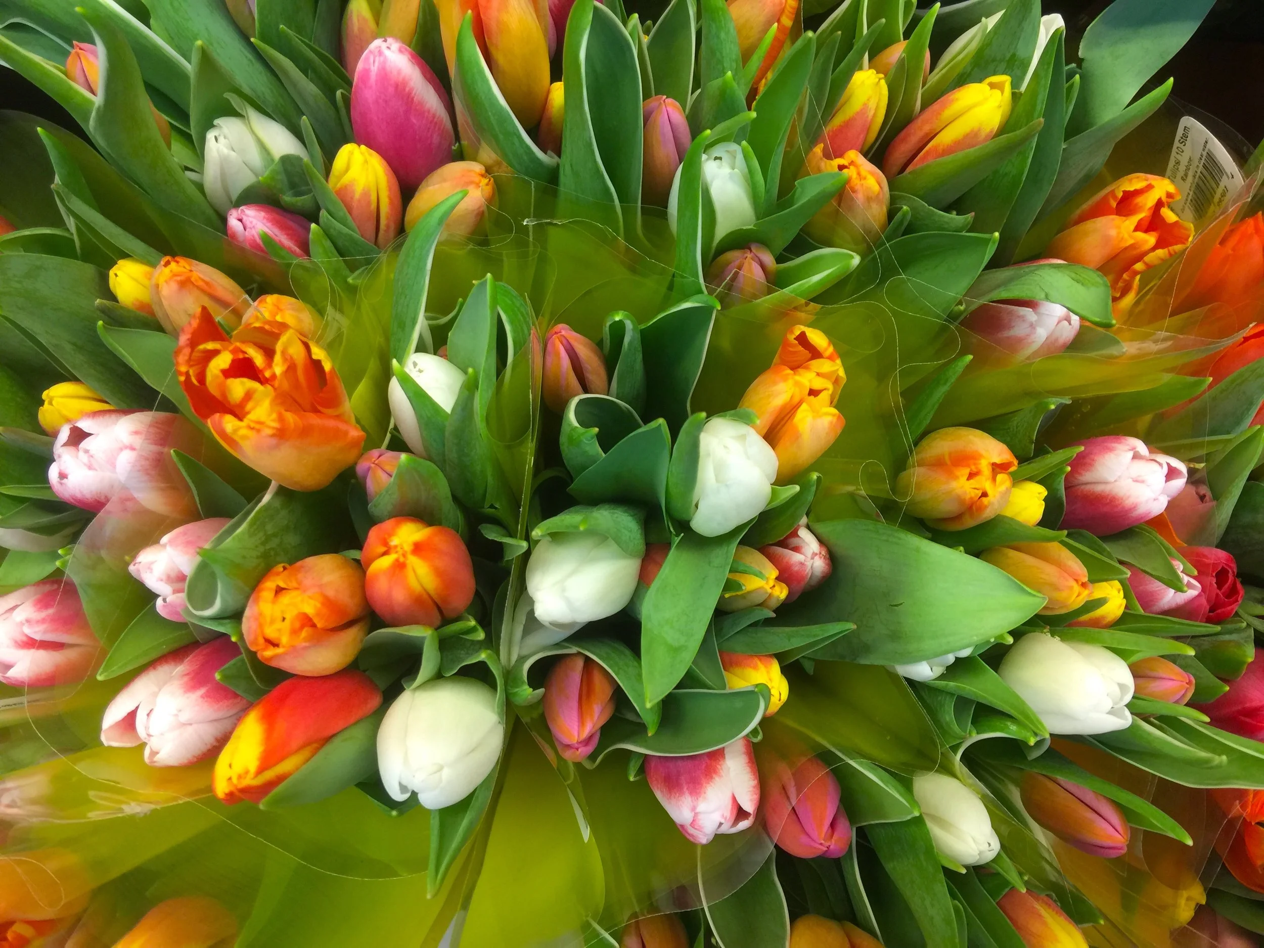 The Extravagance at a Floral Shop 含苞