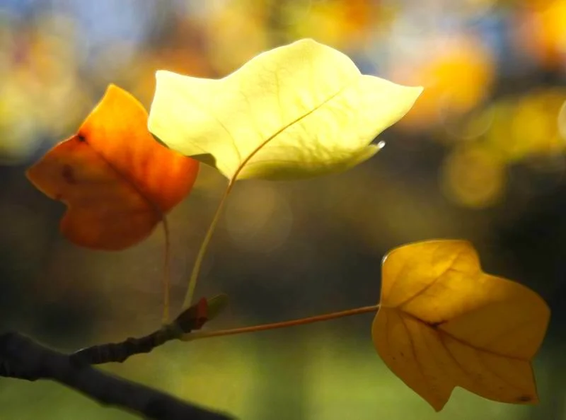 Colors of the Autumn 秋之葉