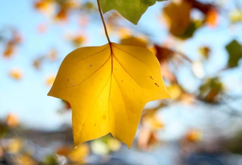Colors of the Autumn 秋風中的小馬褂
