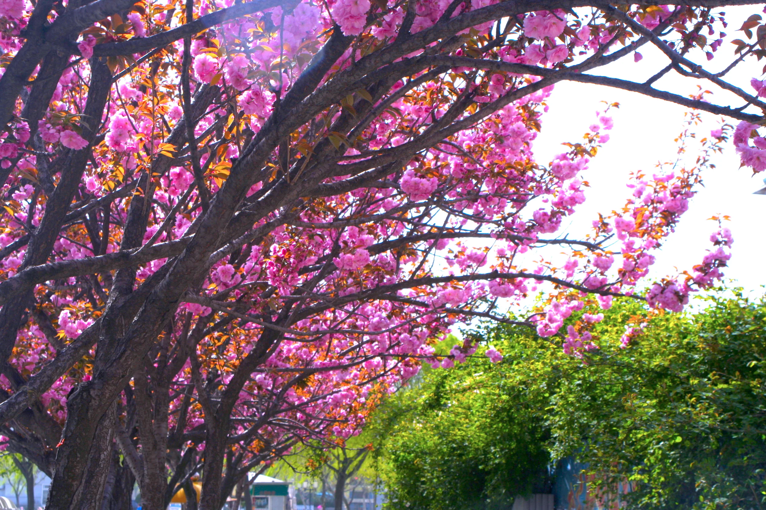  The Sakura Season Is Here 櫻花季節