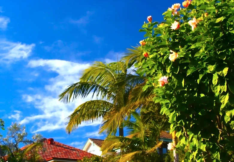A Glimpse of the Sky 房前屋後