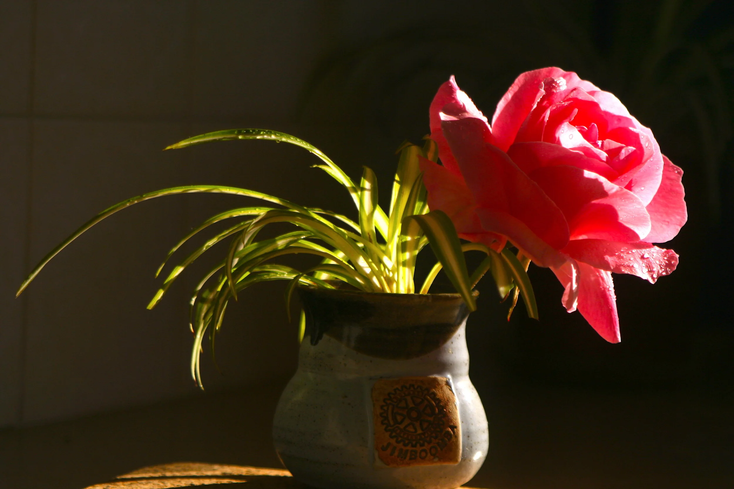 A Display of Shadow and Light 玫瑰帶露