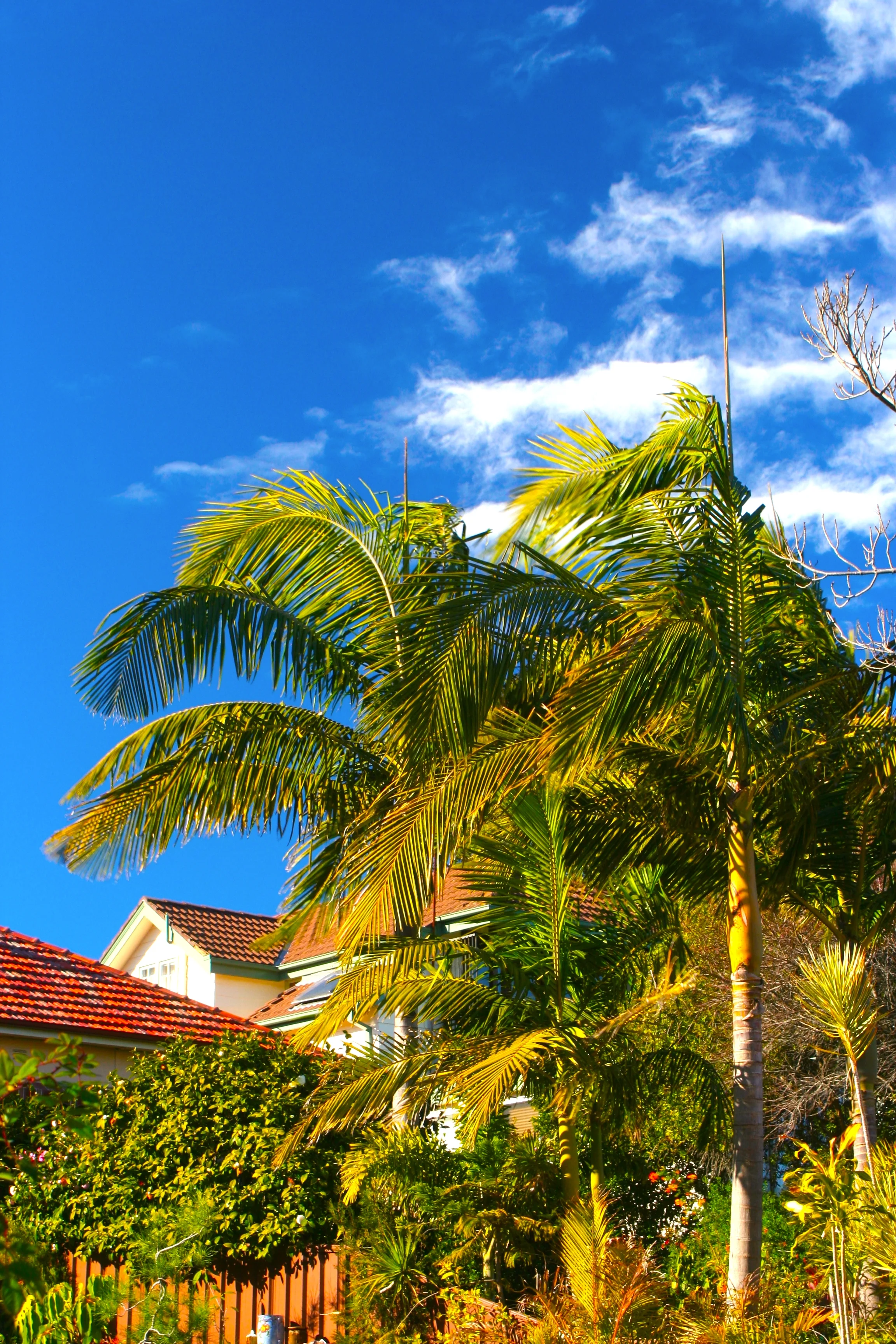 Golden Ray at the Backyard 房前屋後之夕陽篇