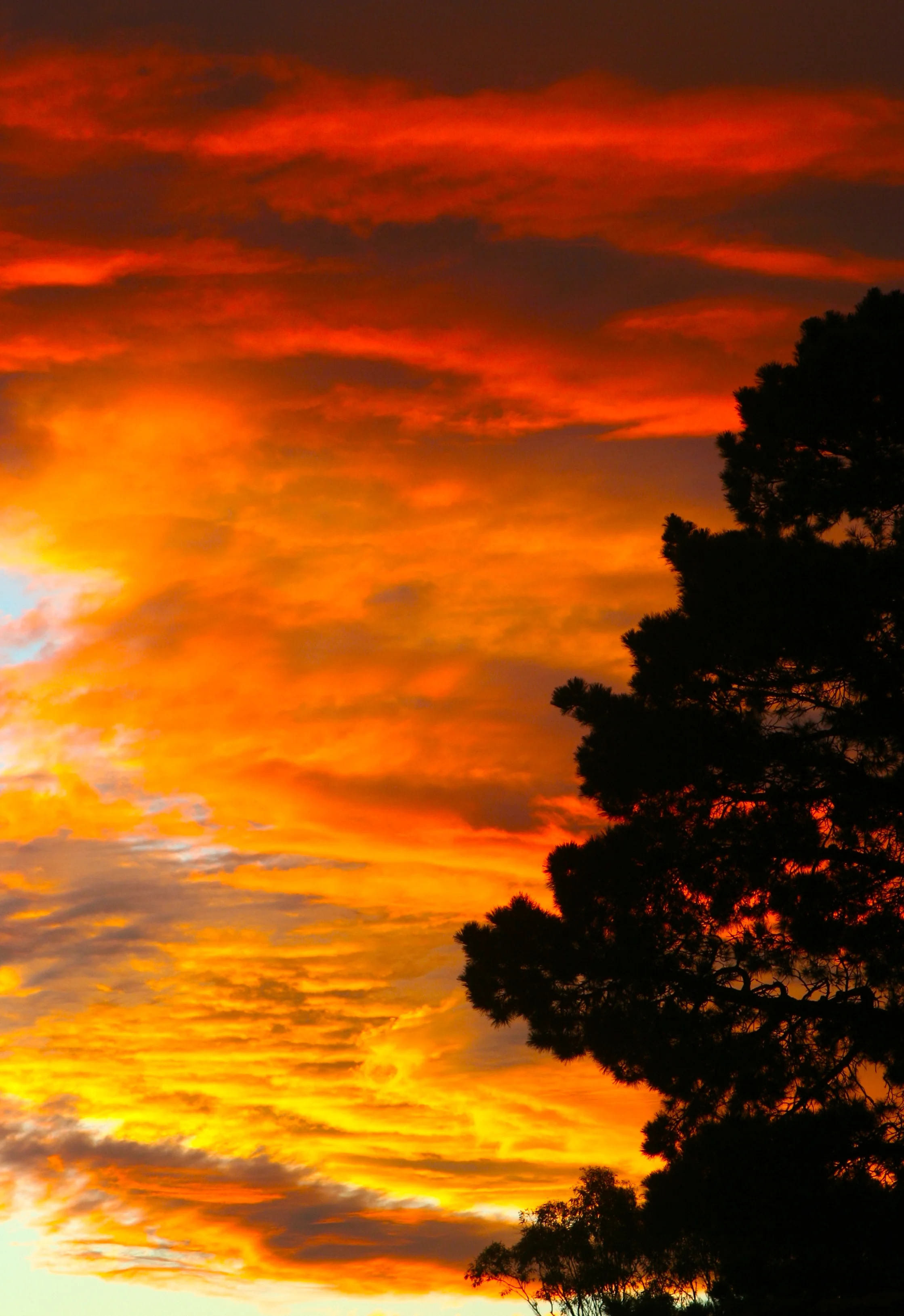 Burning Clouds Beyond the Tree 房前屋後之火燒雲 