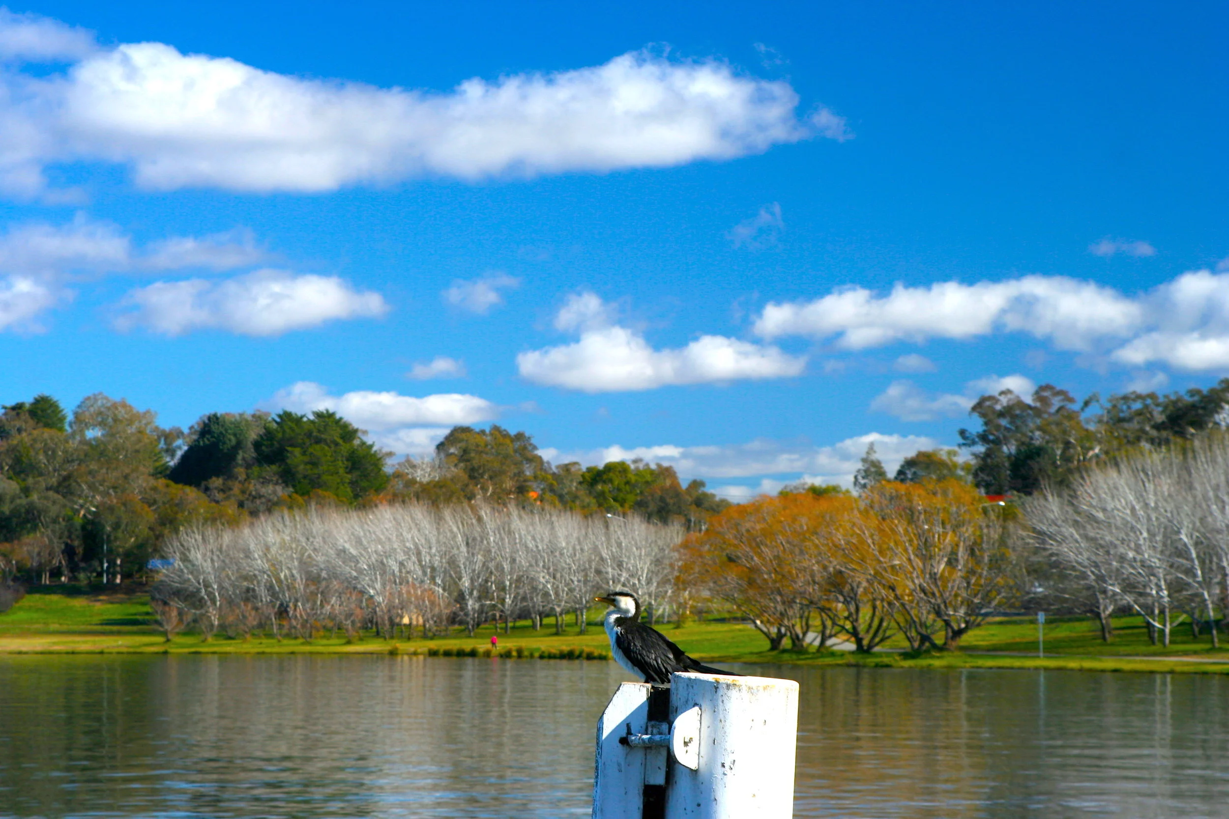 Enjoying the Beauty Alone 秋景獨享