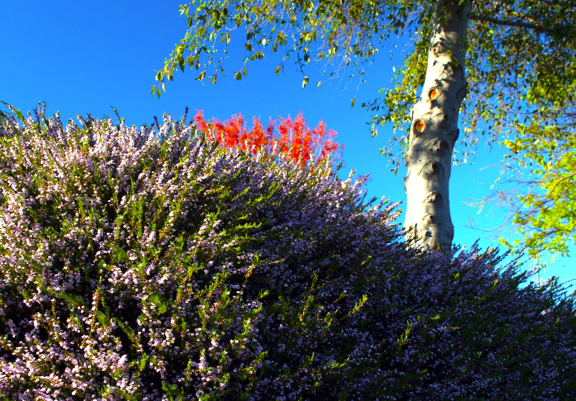 Colors of the Spring 「三春花事早」