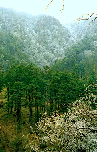 Deep into the Mountain「風回寒林靜  雪落幽谷空」