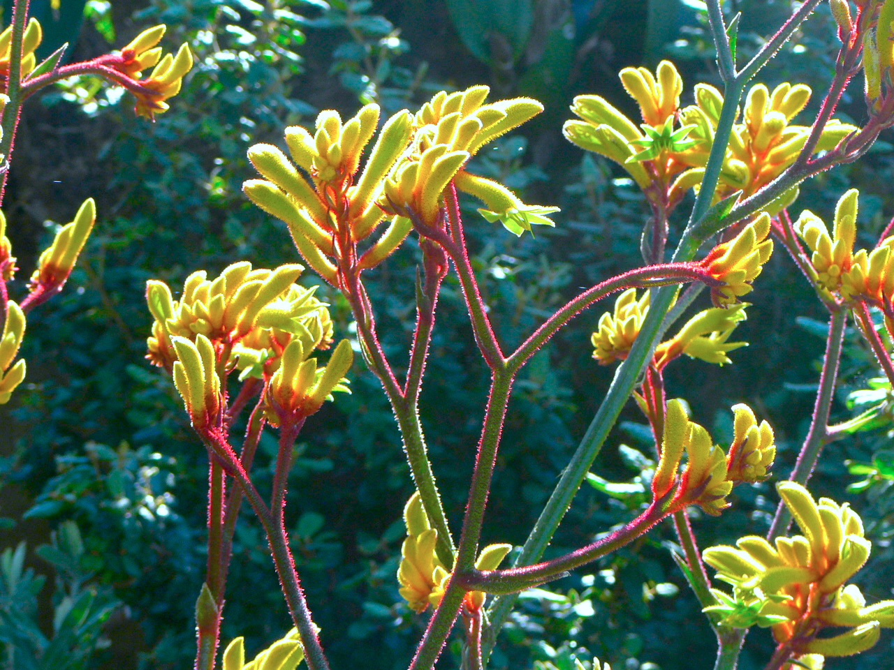 Crown of Light 花爛漫