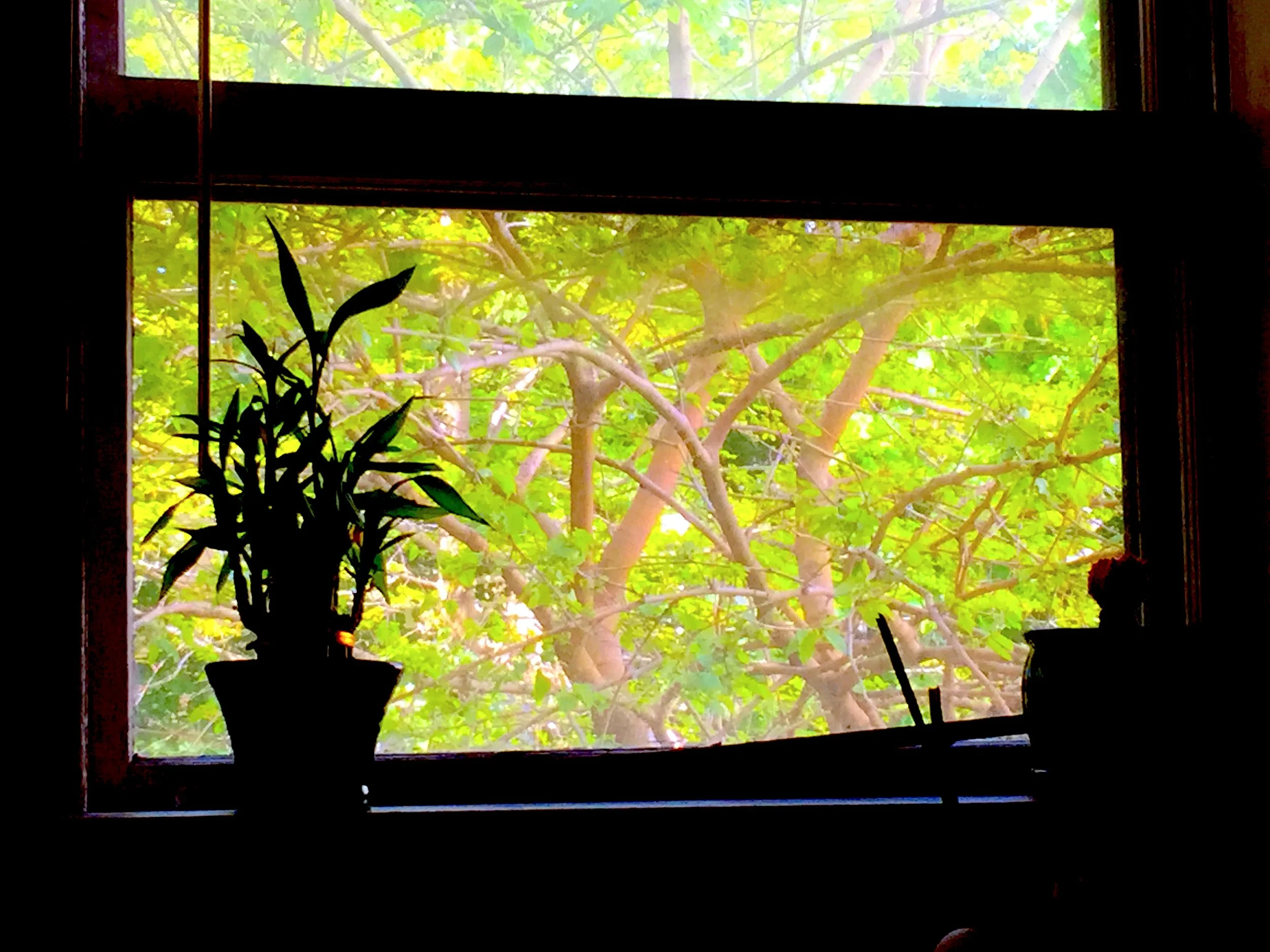 What I See Outside My Window 窗外